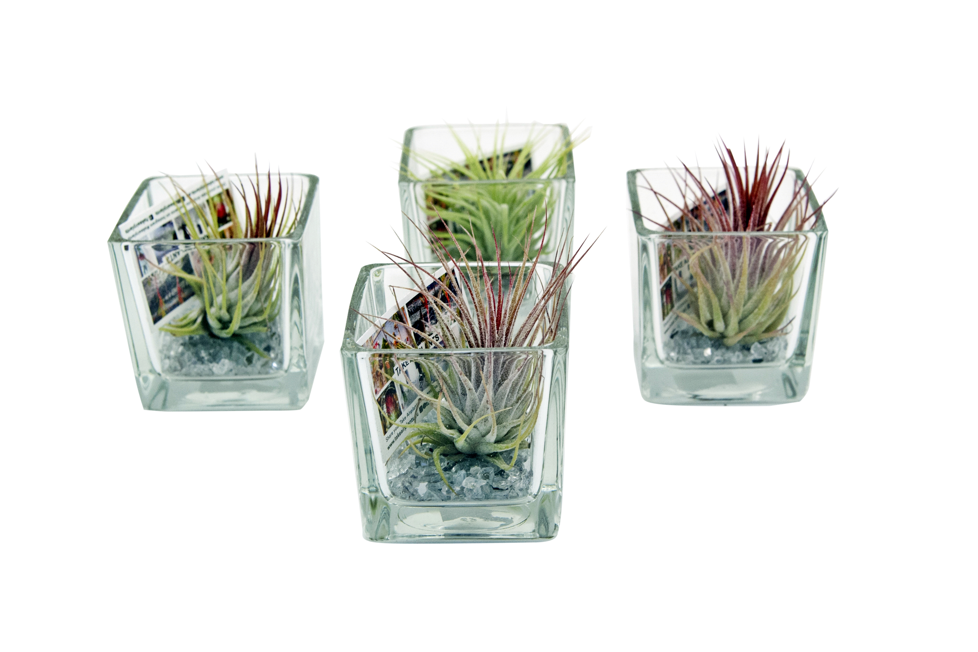 Oplątwa Tillandsia w kwadratowej osłonce 6 cm