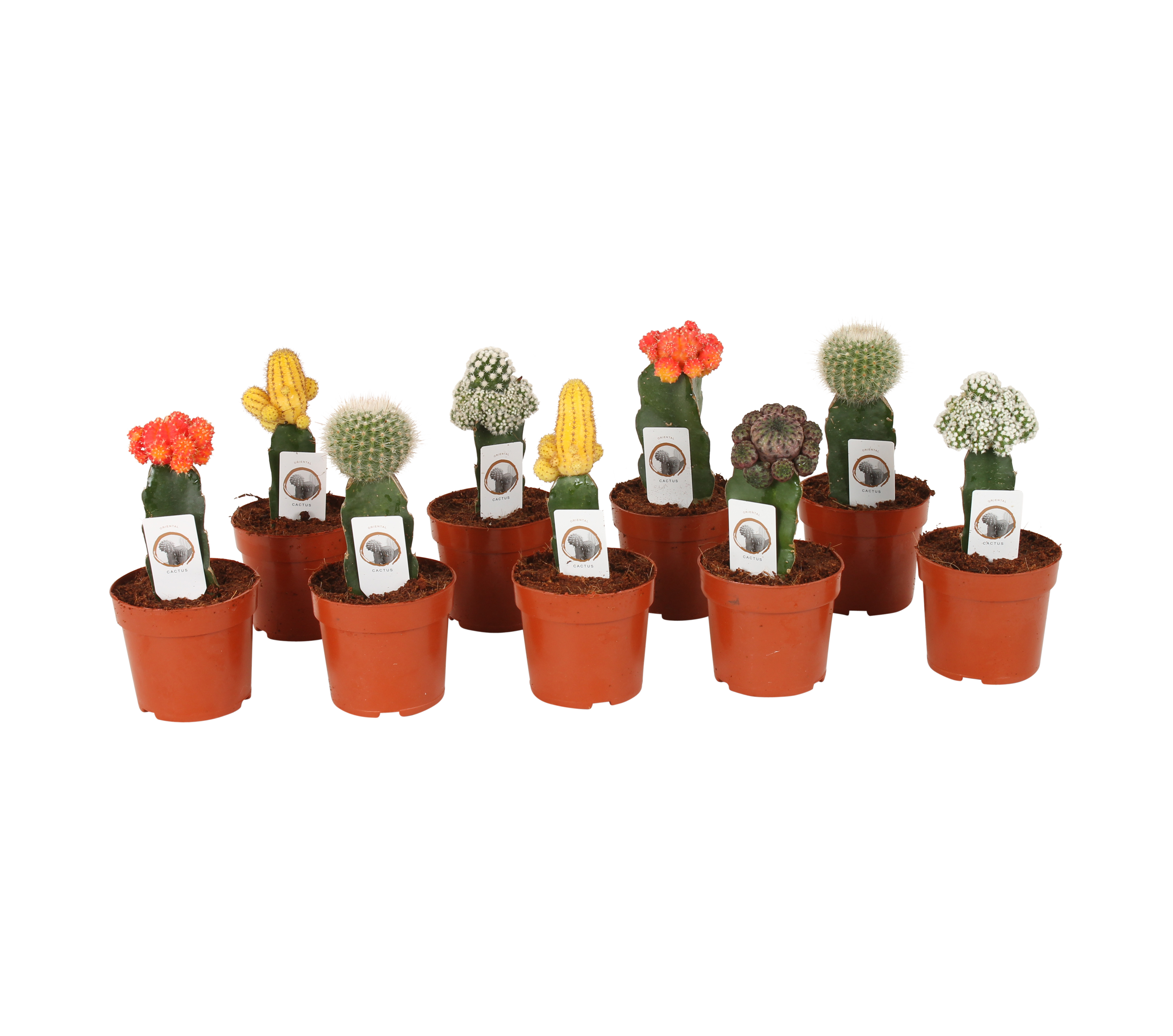 Kaktus Gymnocalycium mix 20-23 cm