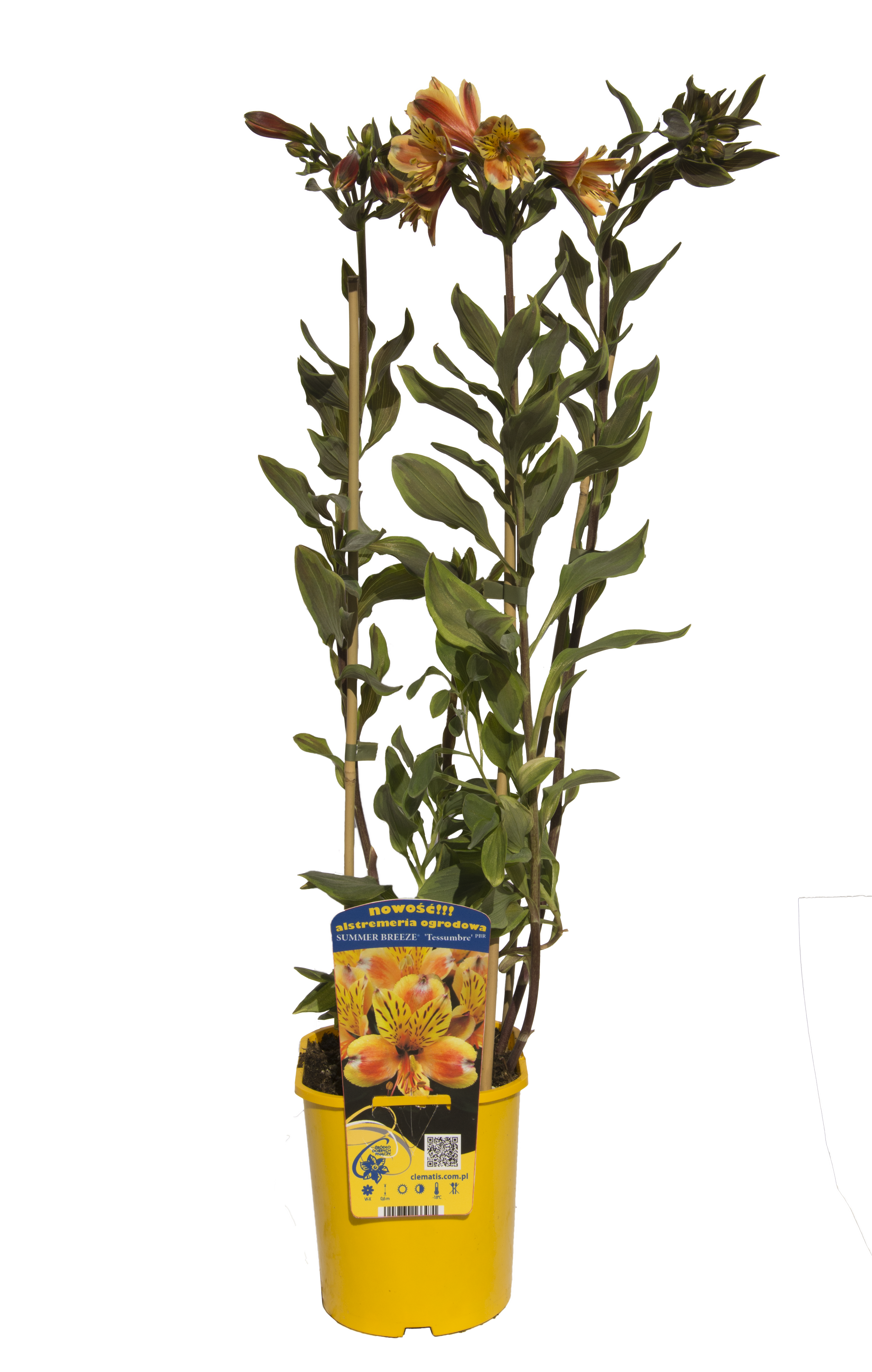 Alstremeria 60 cm