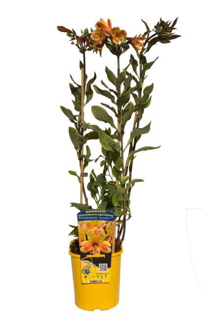Alstremeria 60 cm 82314584