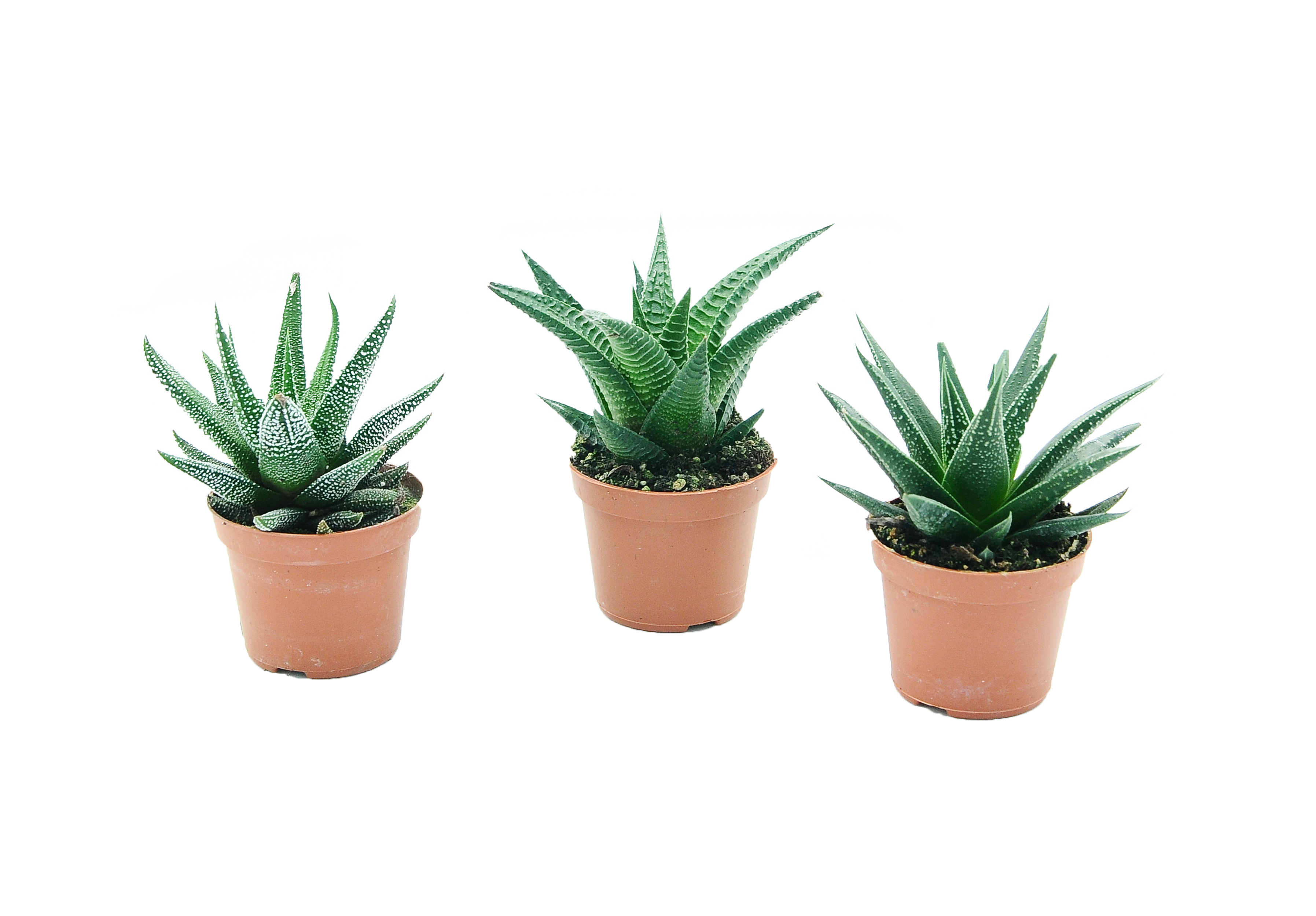 Haworsja Fasciata mix 10 cm