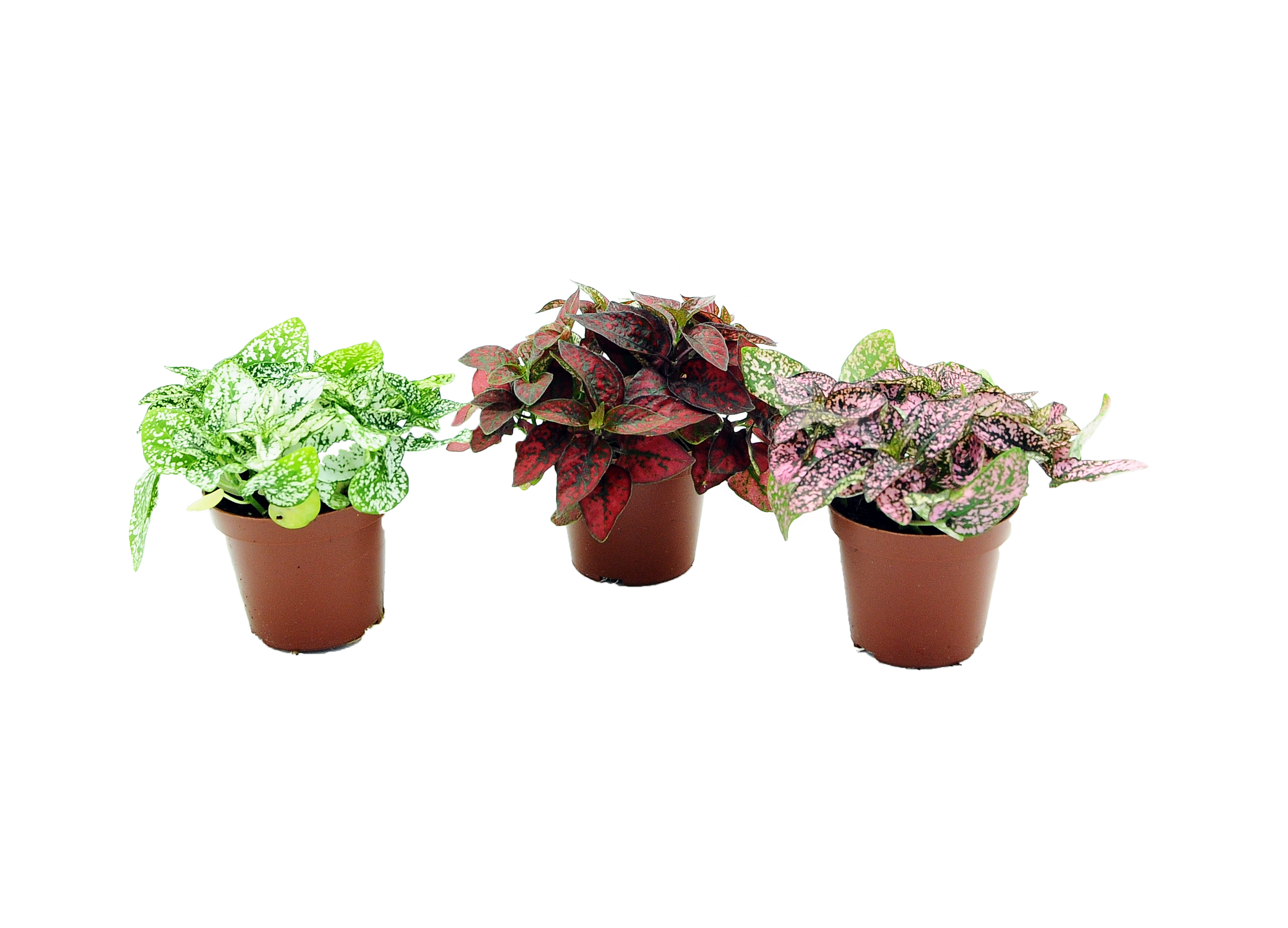 Niedośpian łac. Hypoestes mix 10 cm