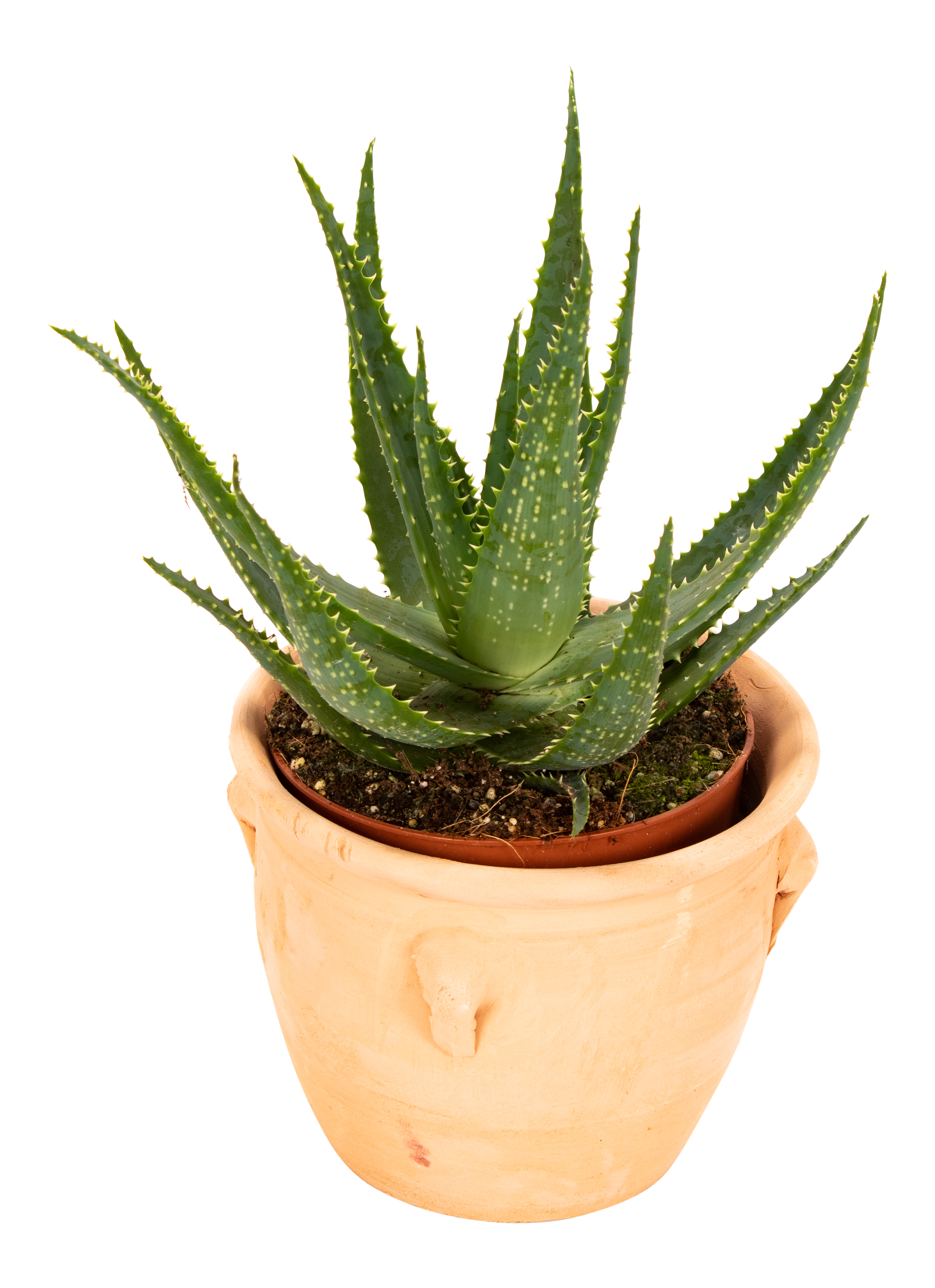 Aloes drzewiasty 35 cm w dzbanie - Leroy Merlin