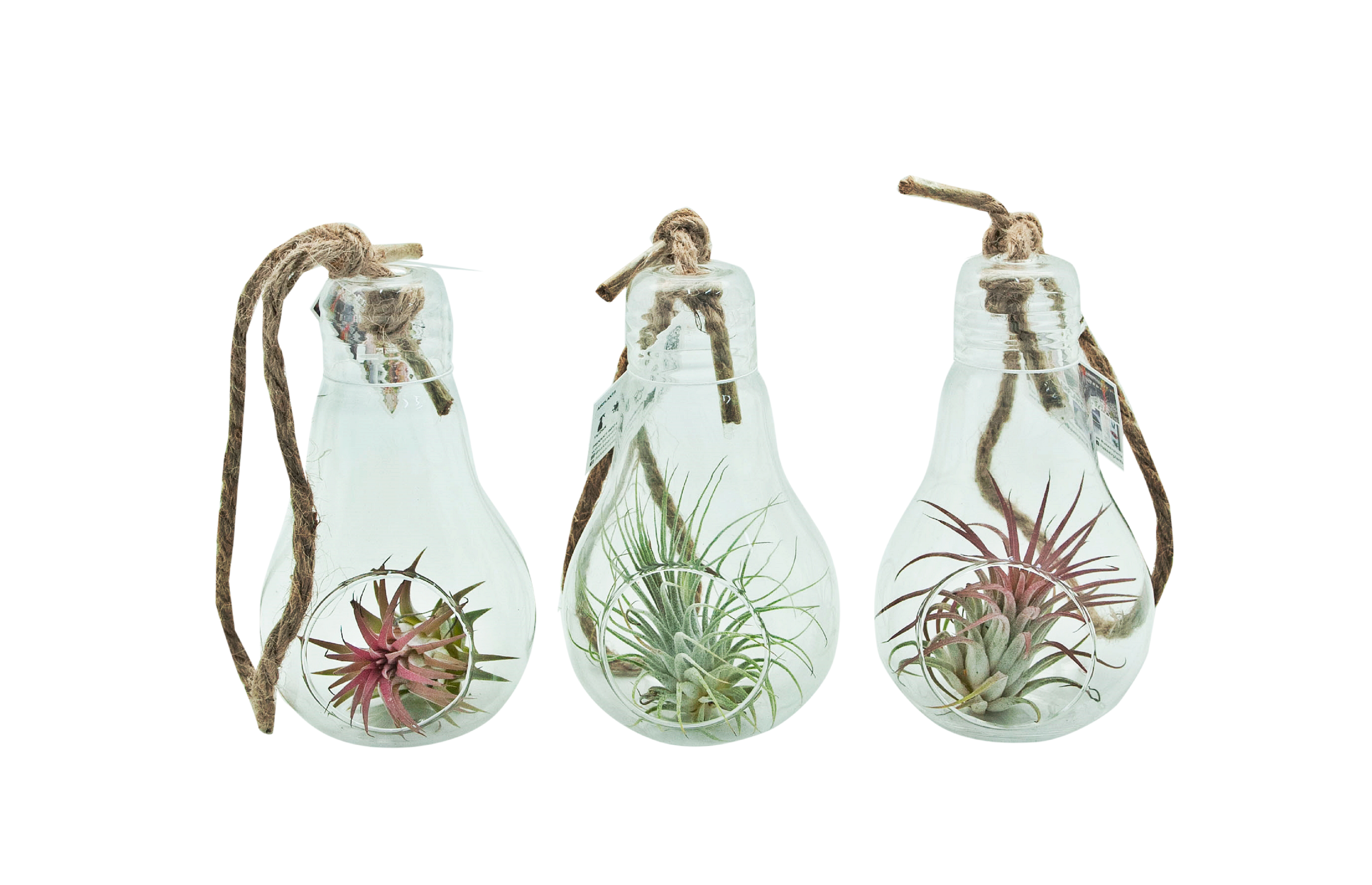 Oplątwa Tillandsia w żarówce 12.5 cm