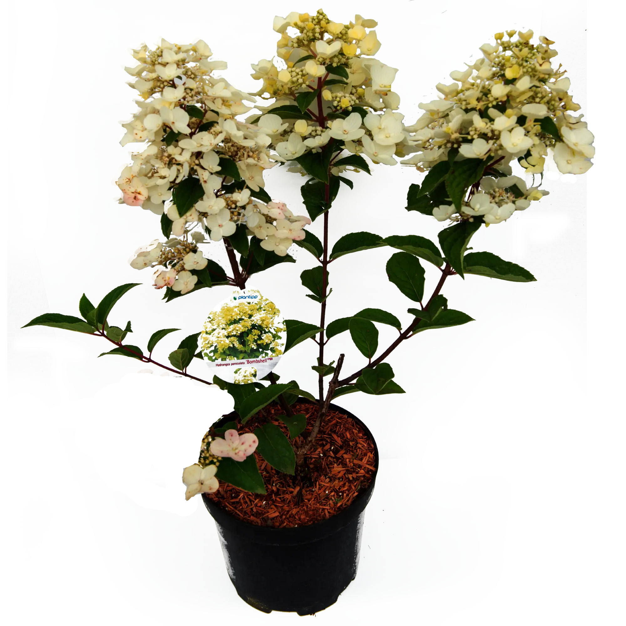 Hortensja bukietowa 80 cm w odmianach