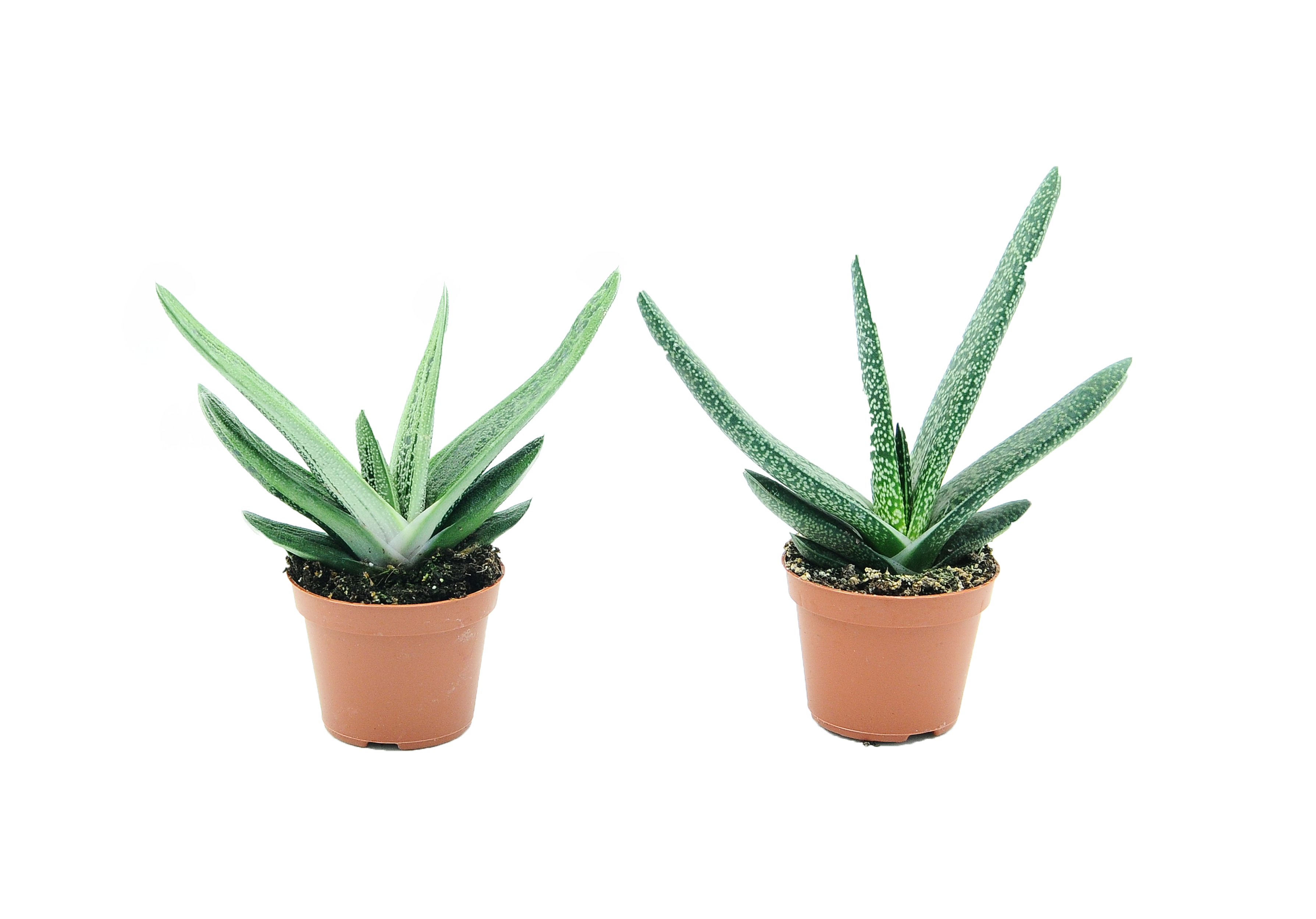 Gasteria mix 10 cm