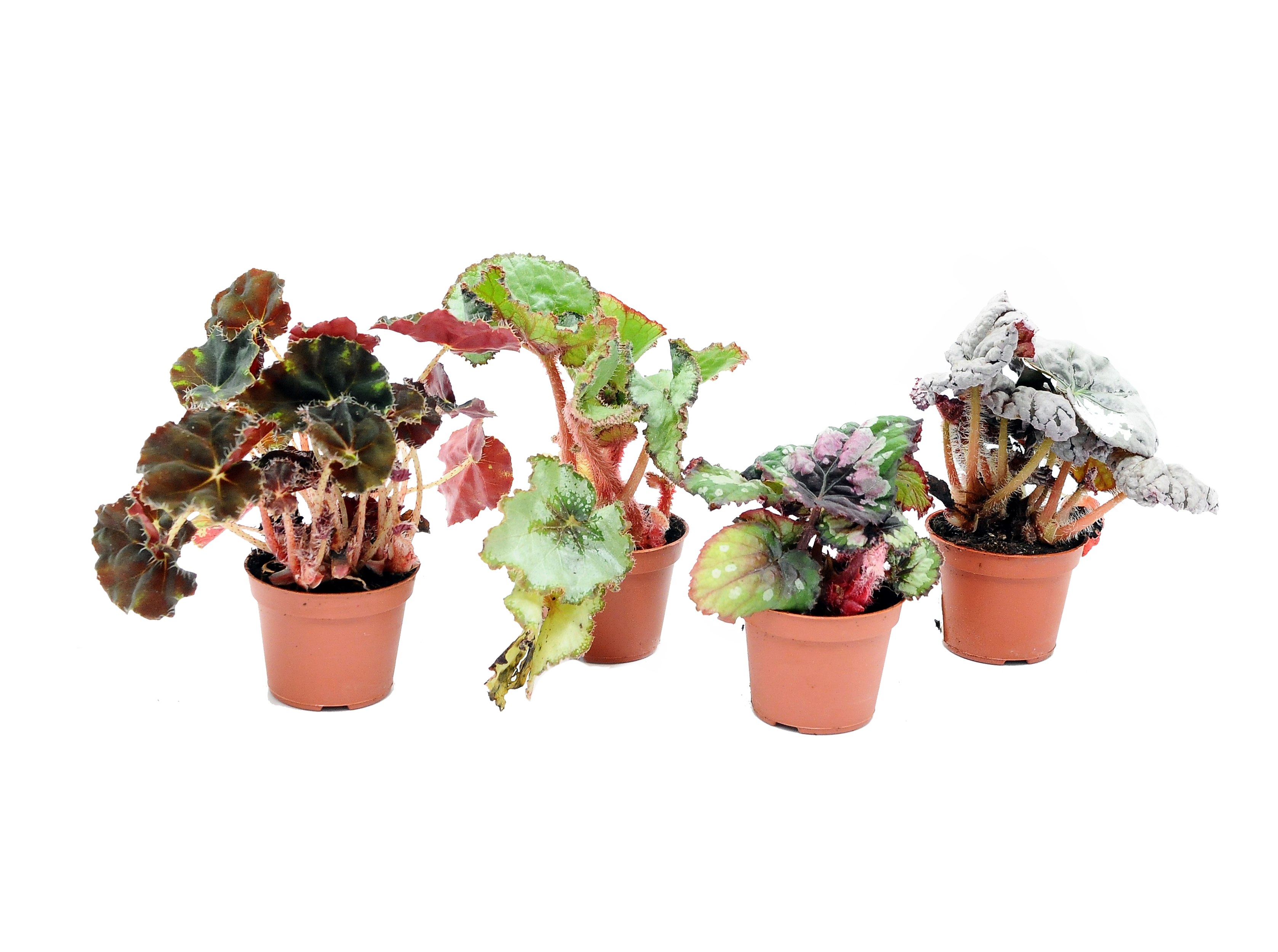 Begonia królewska mix 11 cm