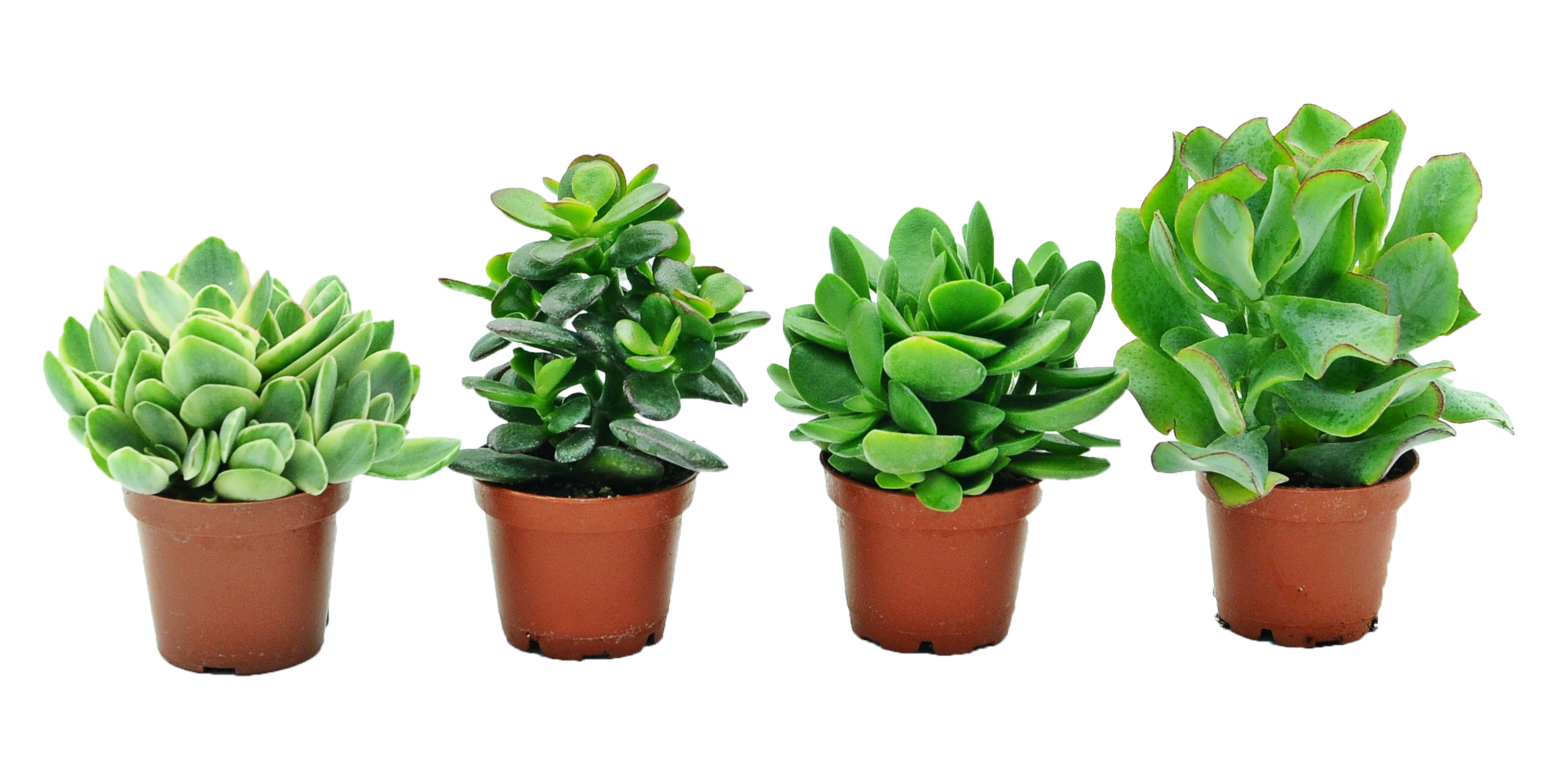 Grubosz Dzrewko szczęscia Rubasznica mix 10 cm
