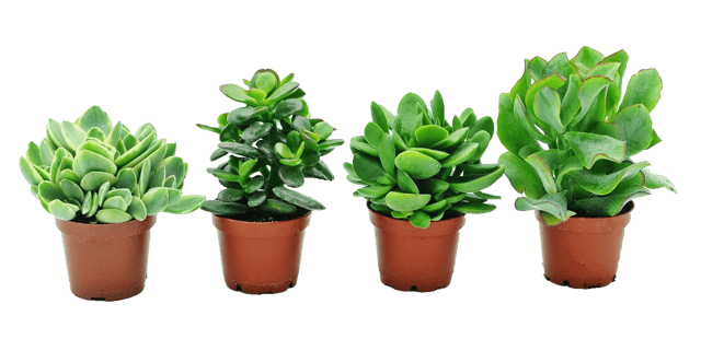 Grubosz Dzrewko szczęscia Rubasznica mix 10 cm