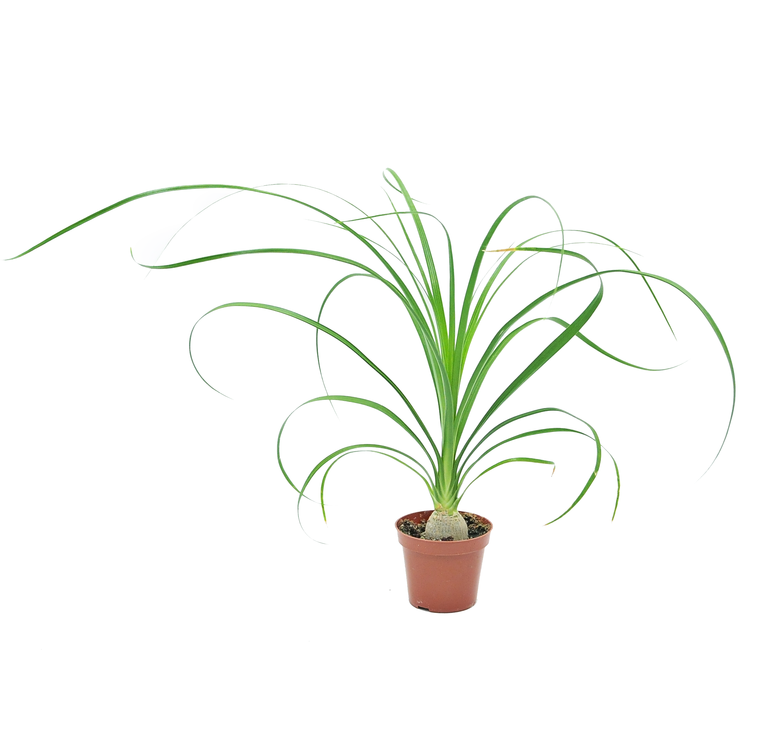 Nolina wygięta Beukarnea 22.5 cm