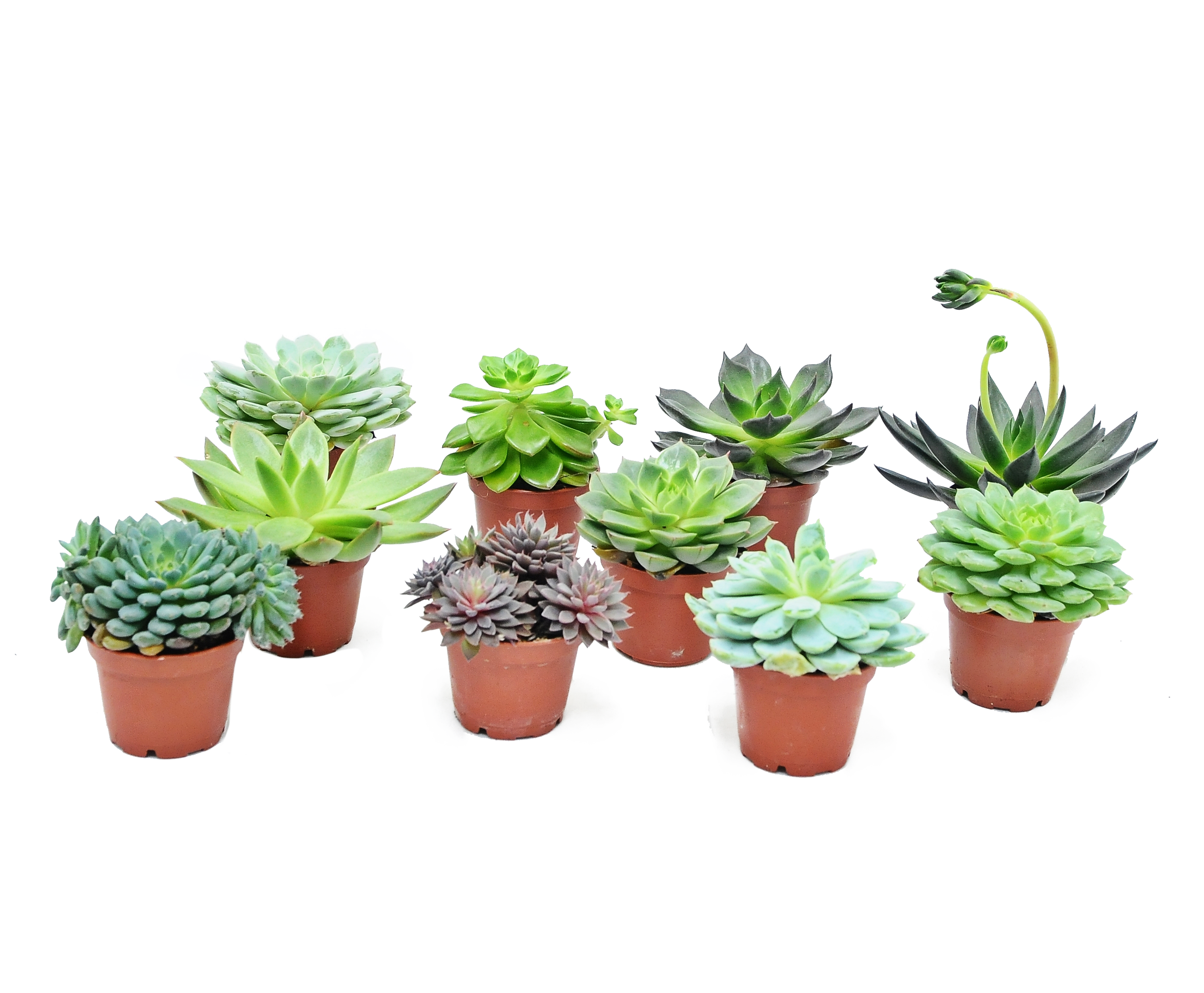 Eszeweria mix 10 cm