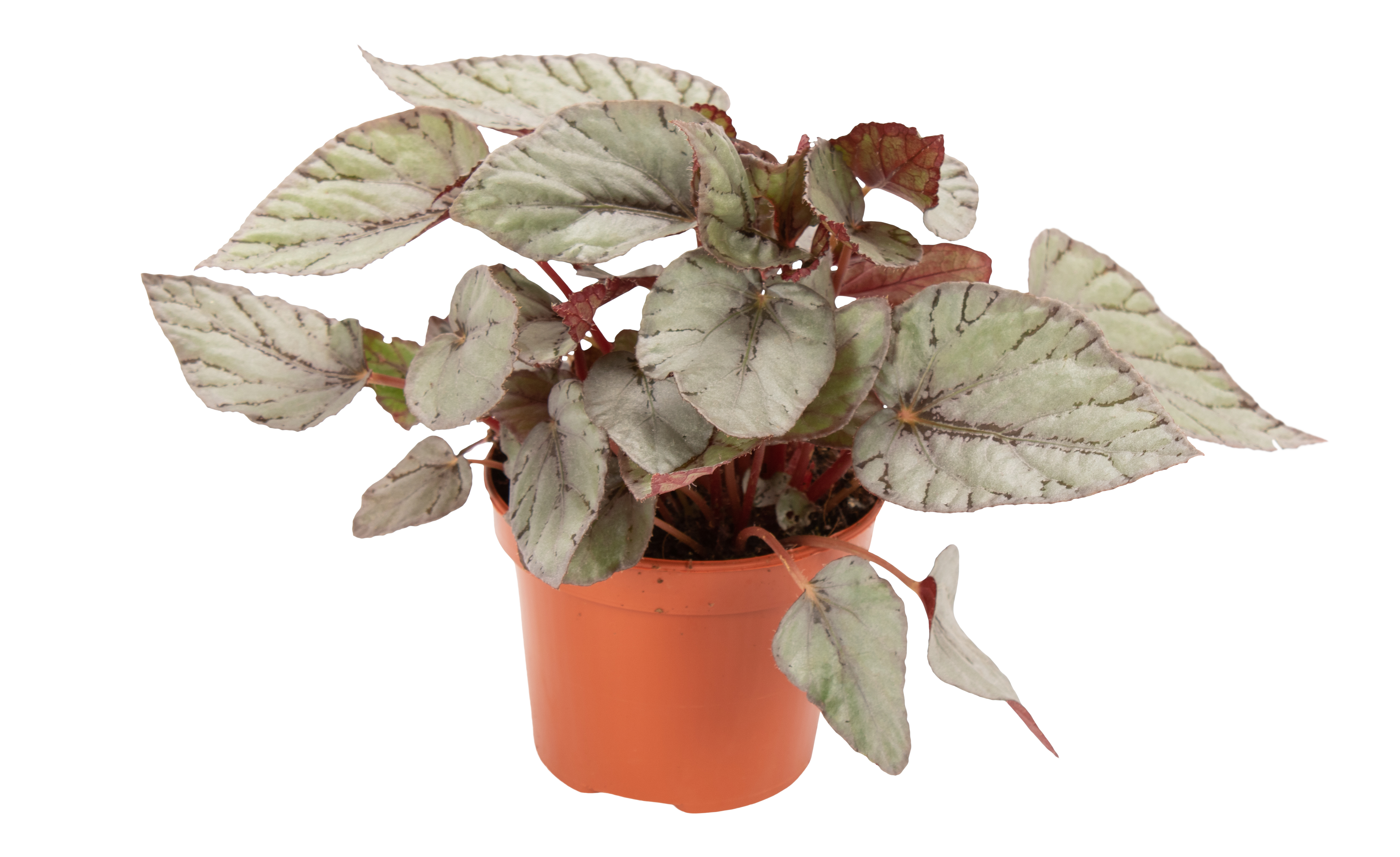 Begonia królewska Arctic Breeze 22 cm