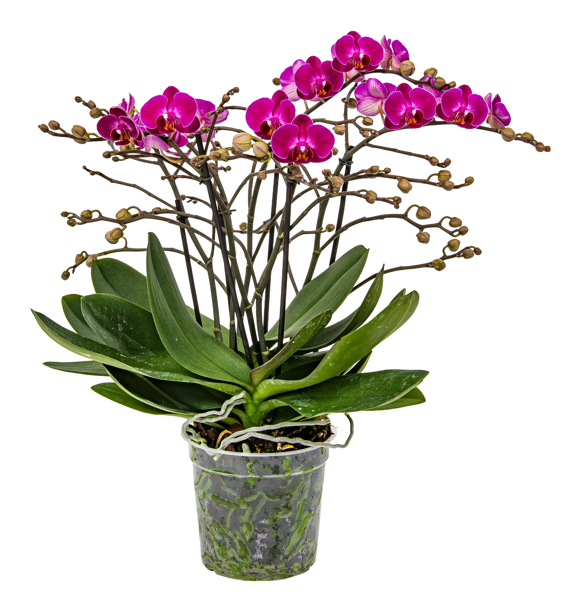 Storczyk Falenopsis Bellisimo mix 50cm