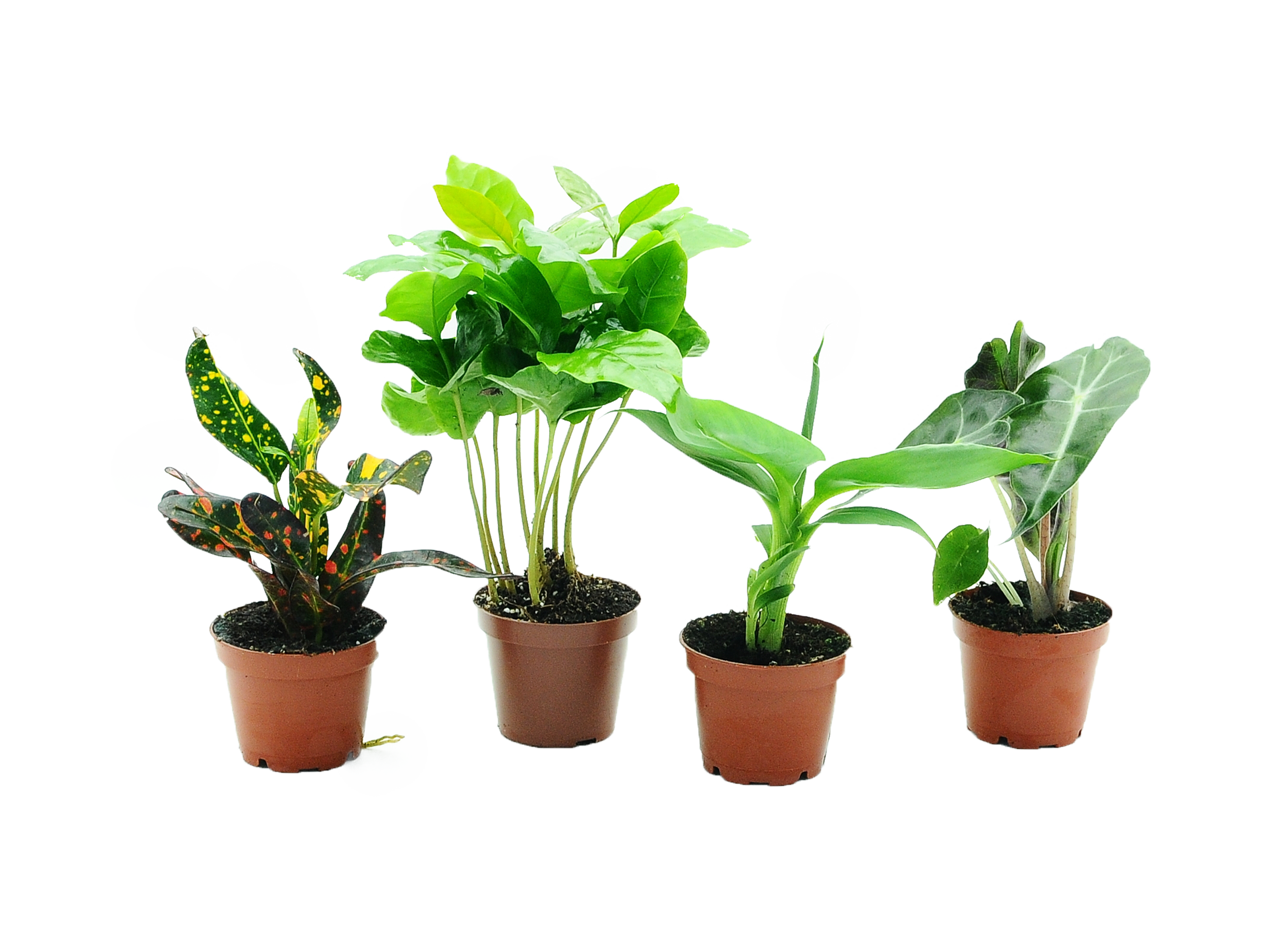 Rośliny zielone mix 10 cm