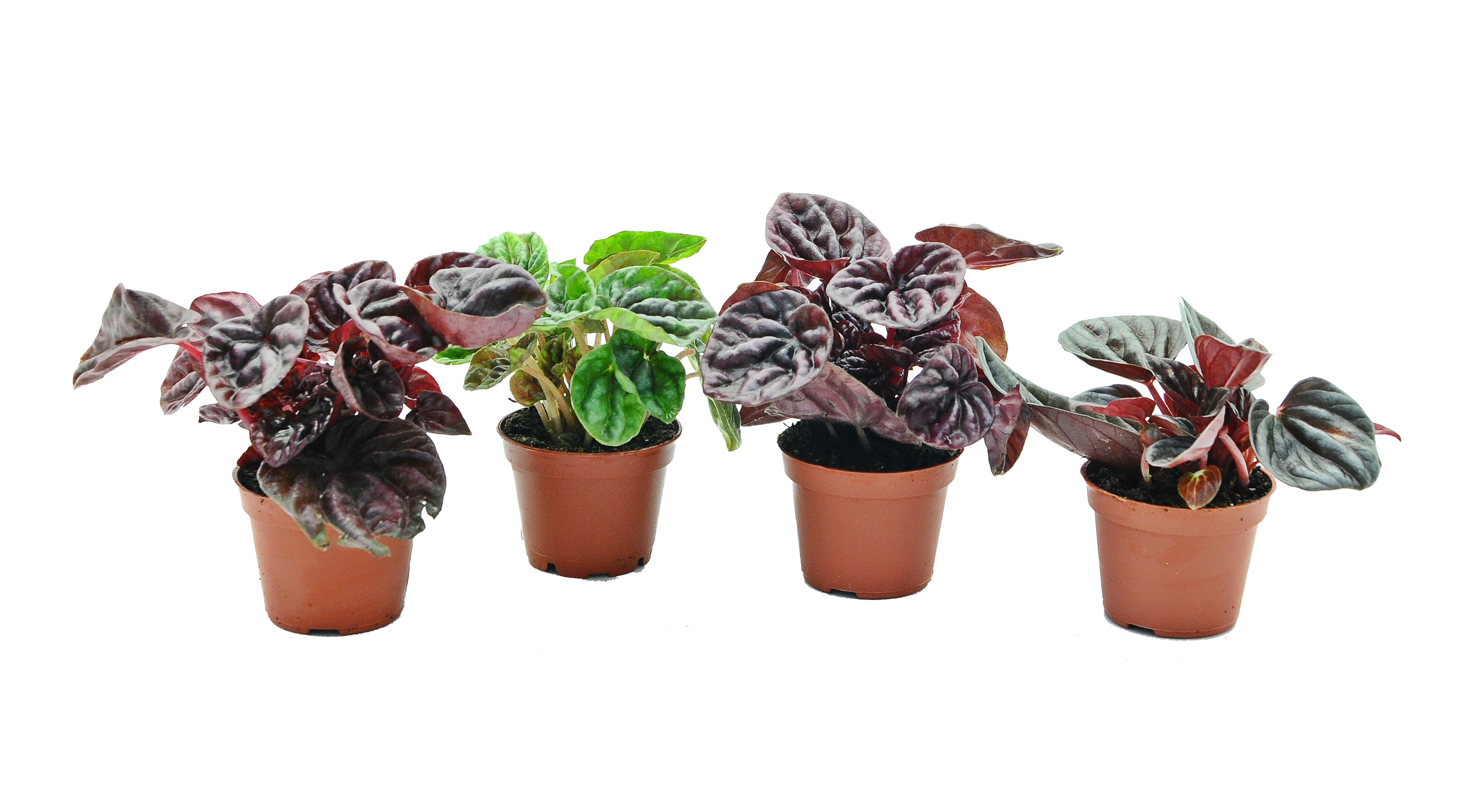 Peperomia kędzierzawa mix 10 cm