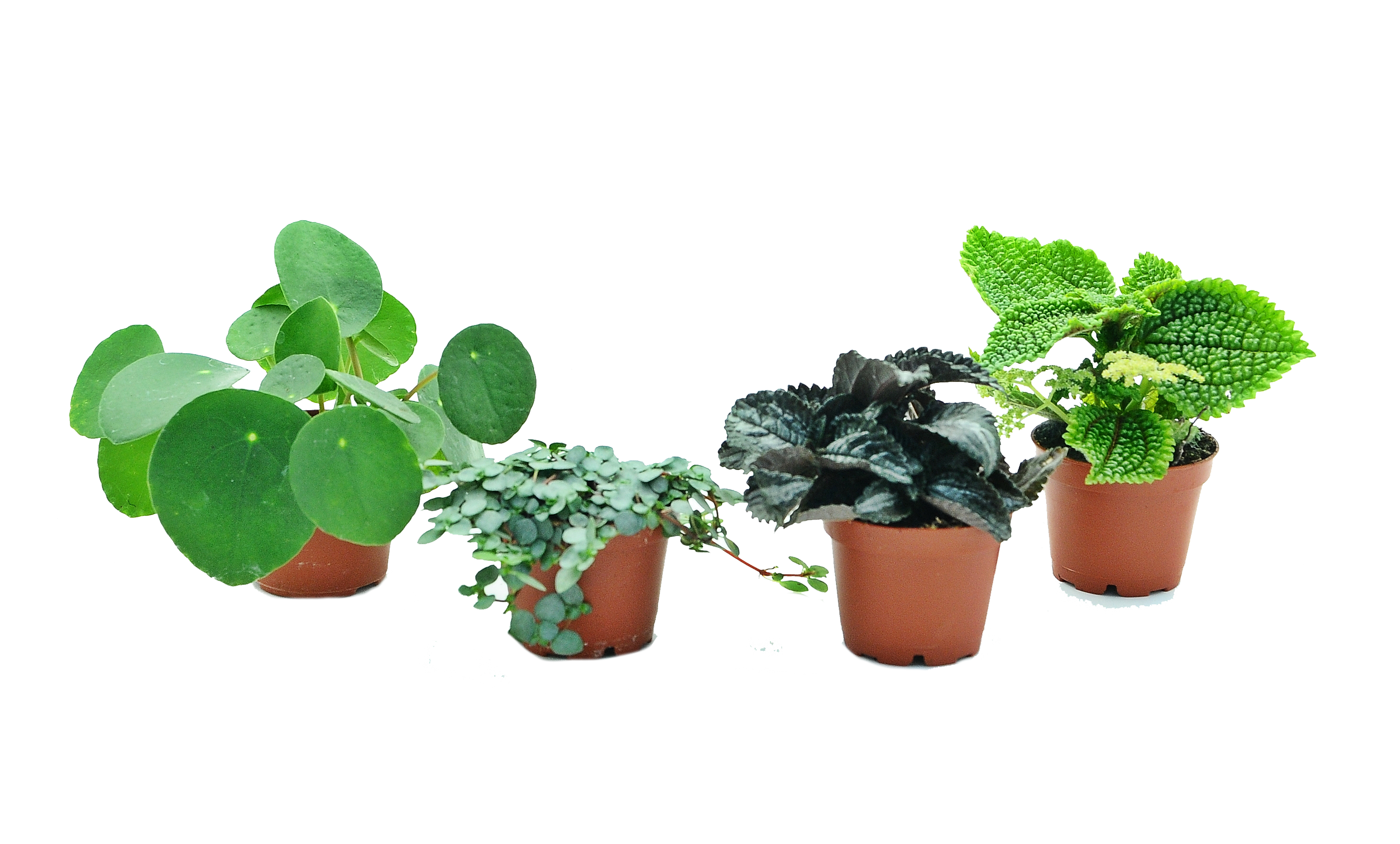 Pieniążek Pilea mix 10 cm