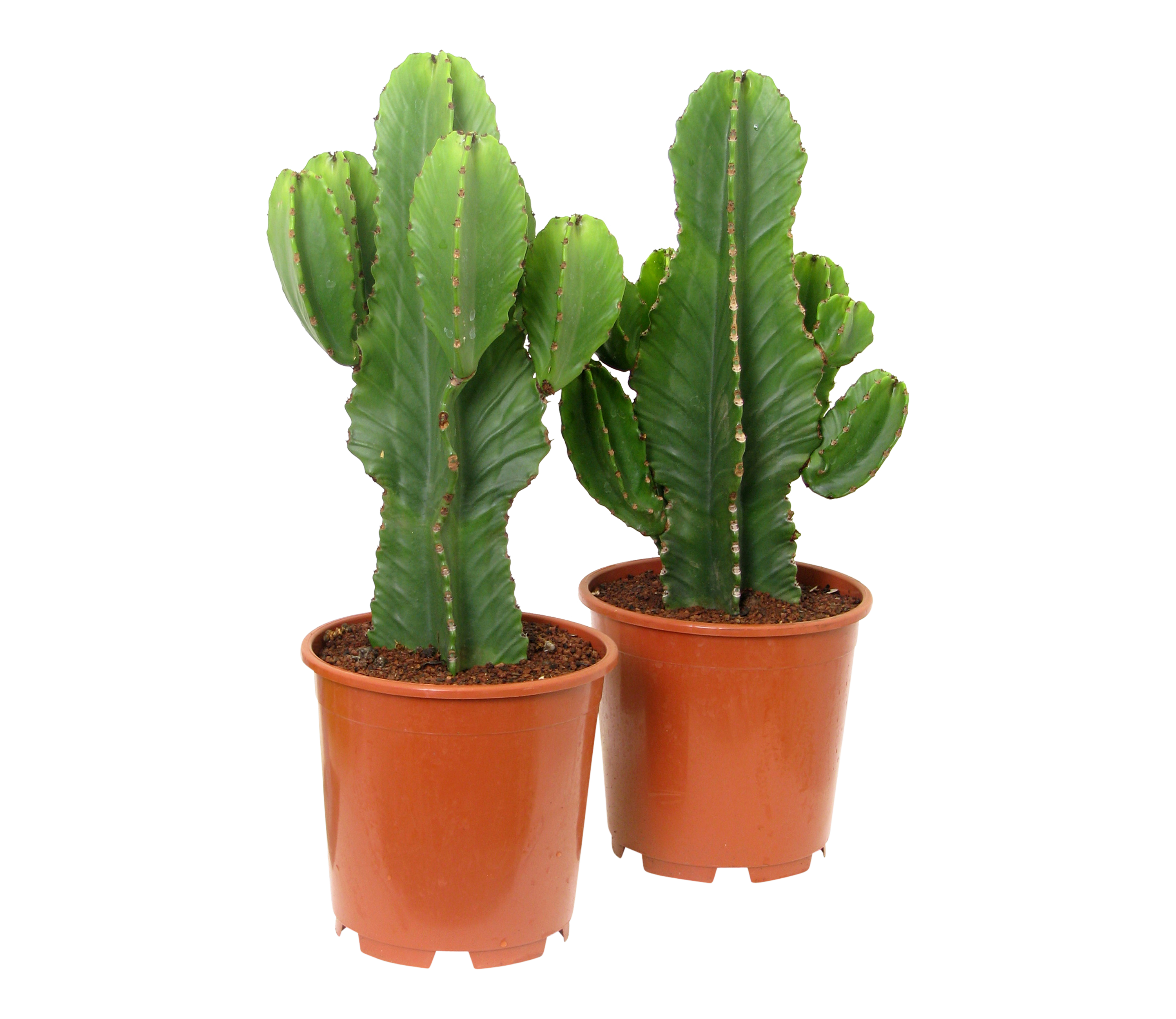 Wilczomlecz wielki Klejnot pustyni Euphorbia ingens 80-90 cm