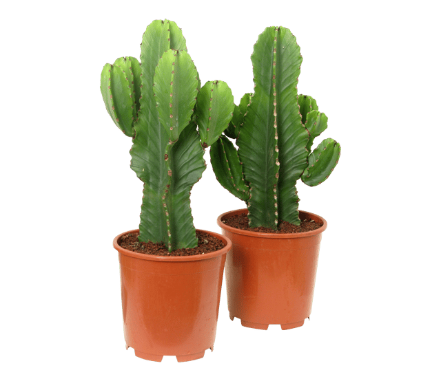 Wilczomlecz wielki Klejnot pustyni Euphorbia ingens 80-90 cm