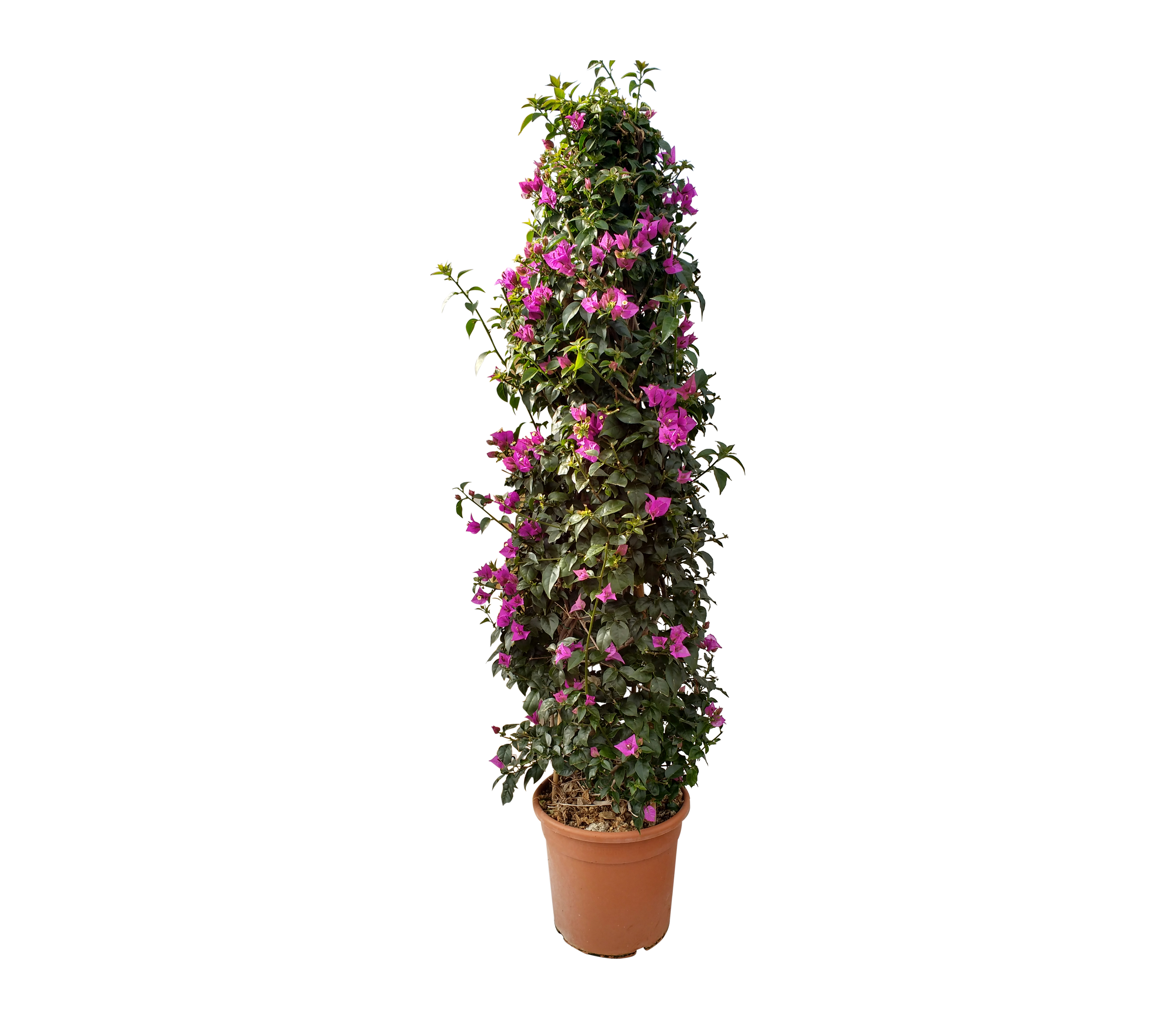 Bugenwilla 150 cm