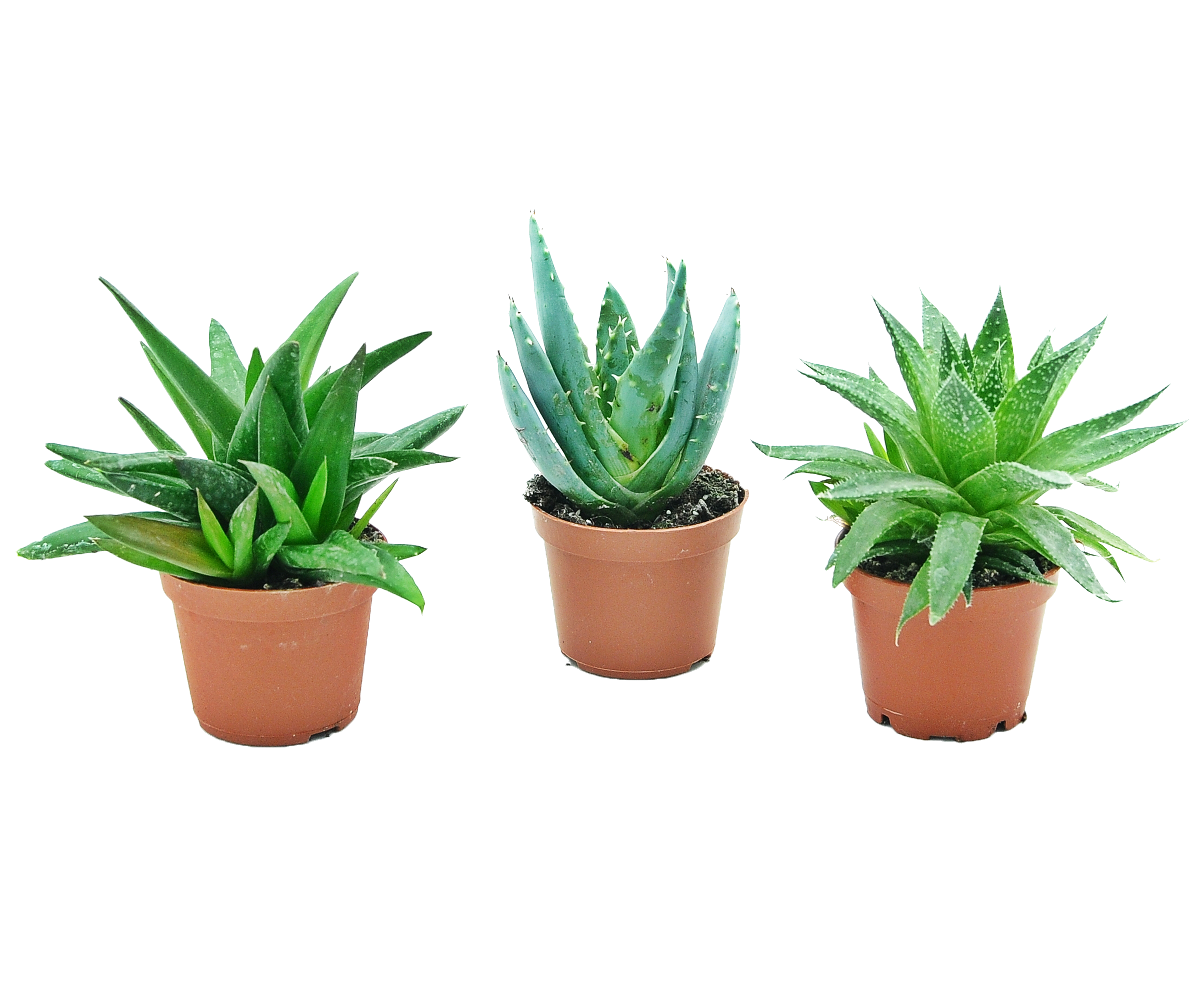 Aloes mix 10 cm - Leroy Merlin