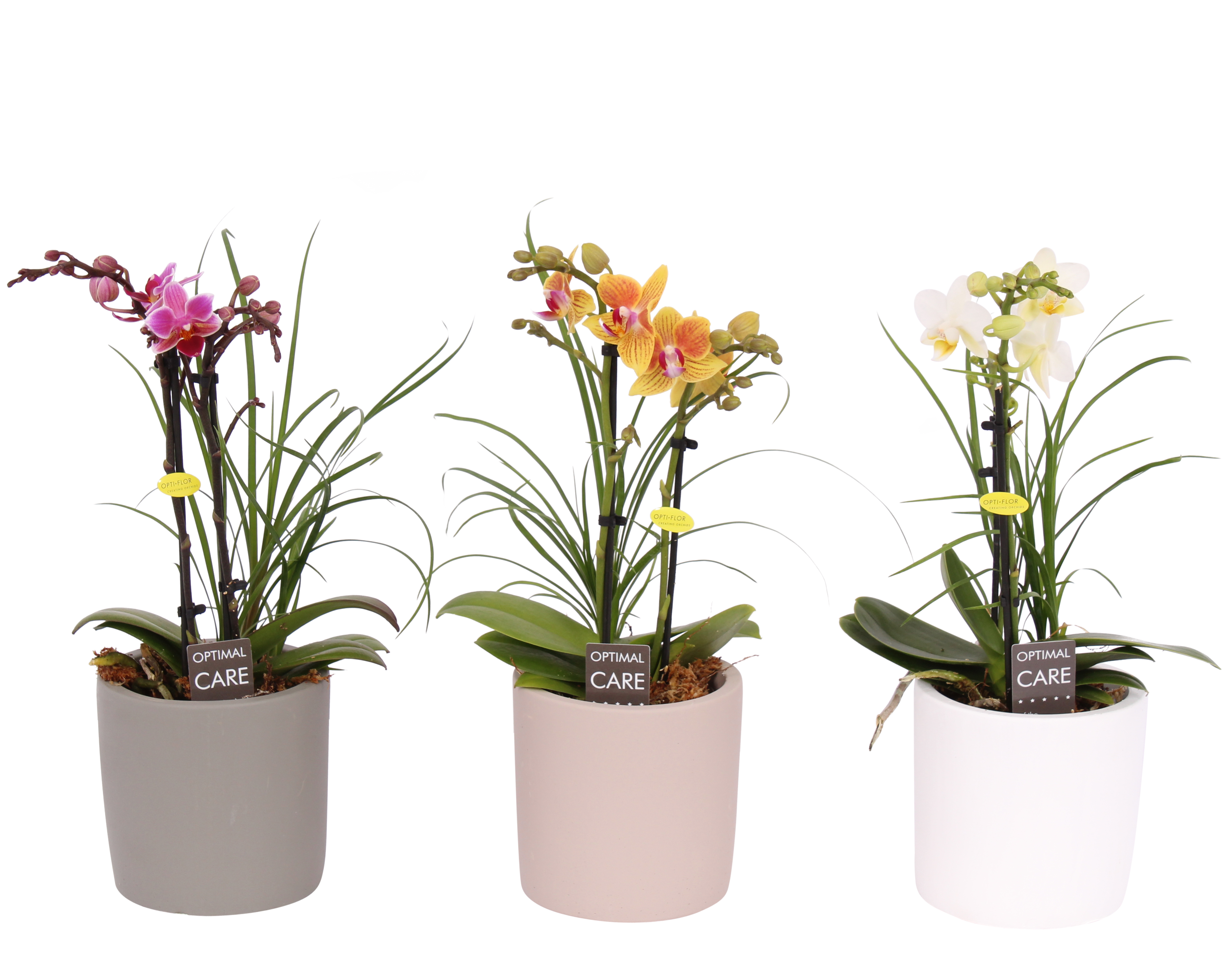 Storczyk Falenopsis 2 pędy + Nolina w osłonce ceramicznej 20 cm