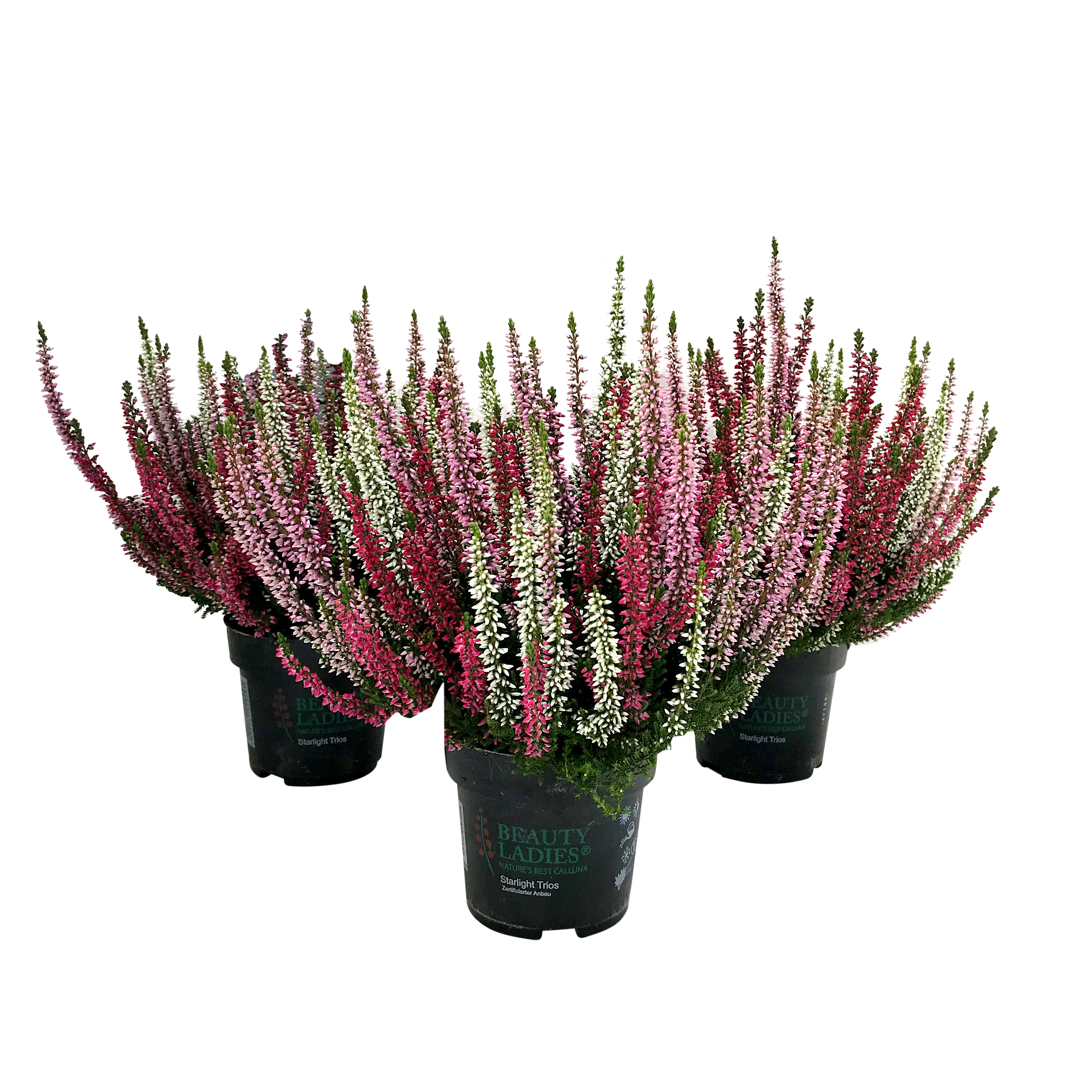 Wrzos pospolity Beauty Trio Starlight 30 cm