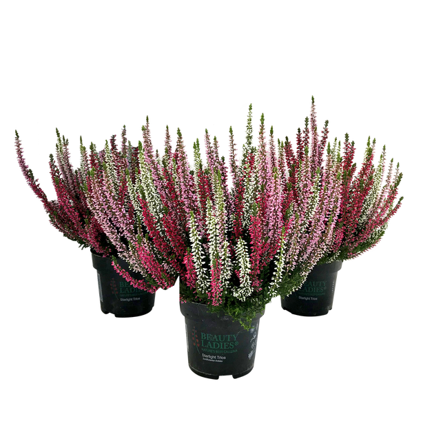 Wrzos pospolity Beauty Trio Starlight 30 cm