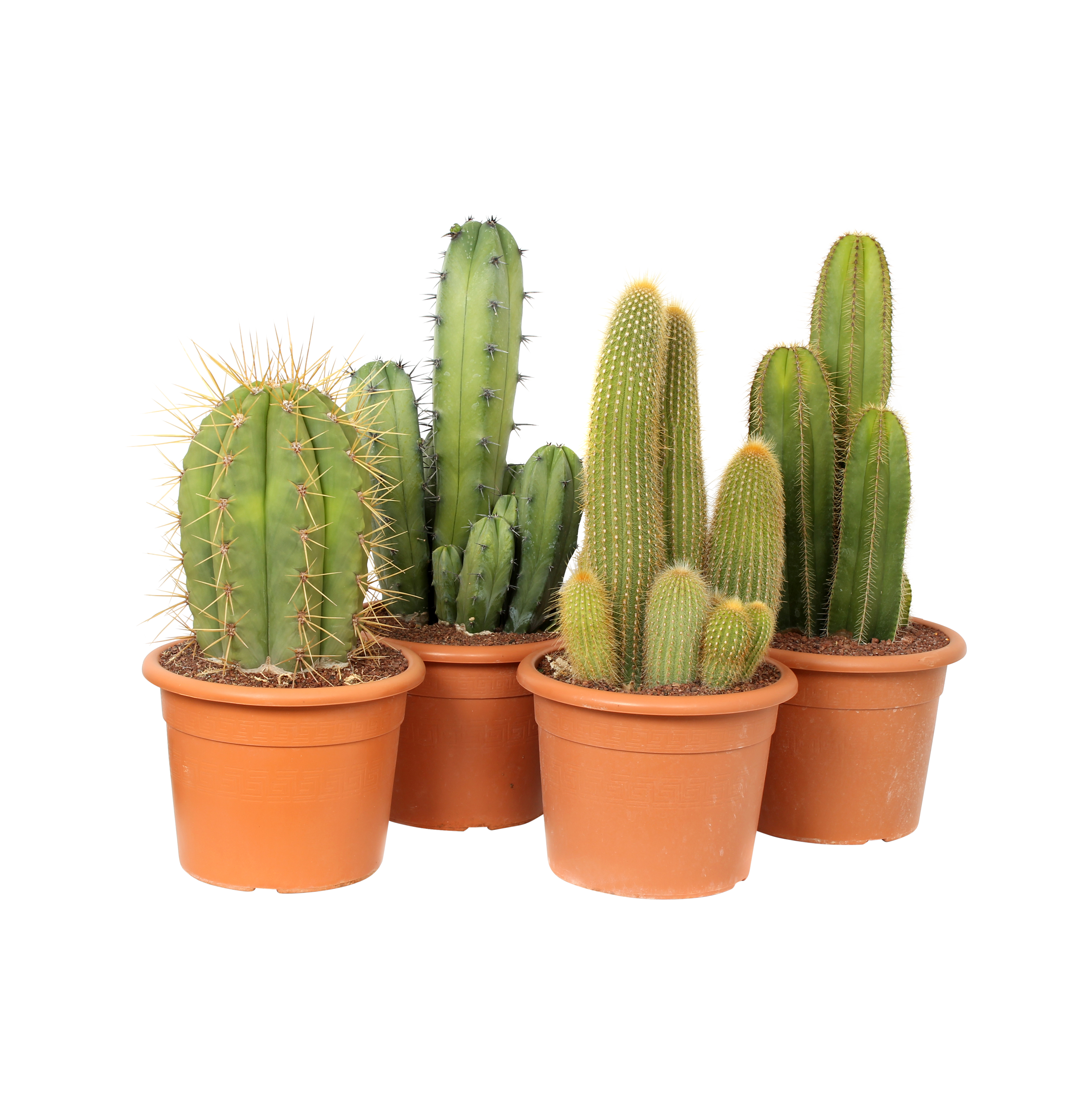Kaktus Canarias 55-80 cm
