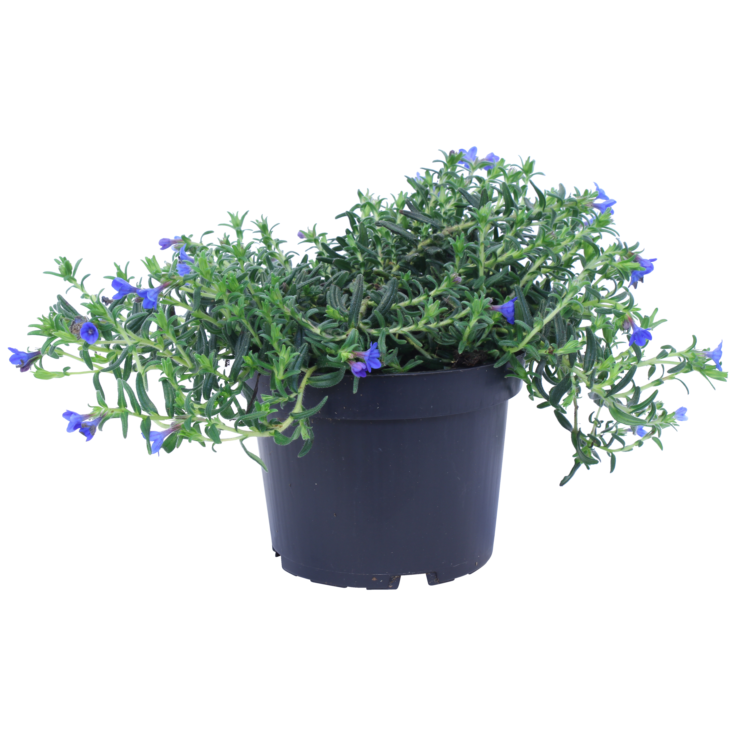 Nawrot Grace Wrad 15-20 cm