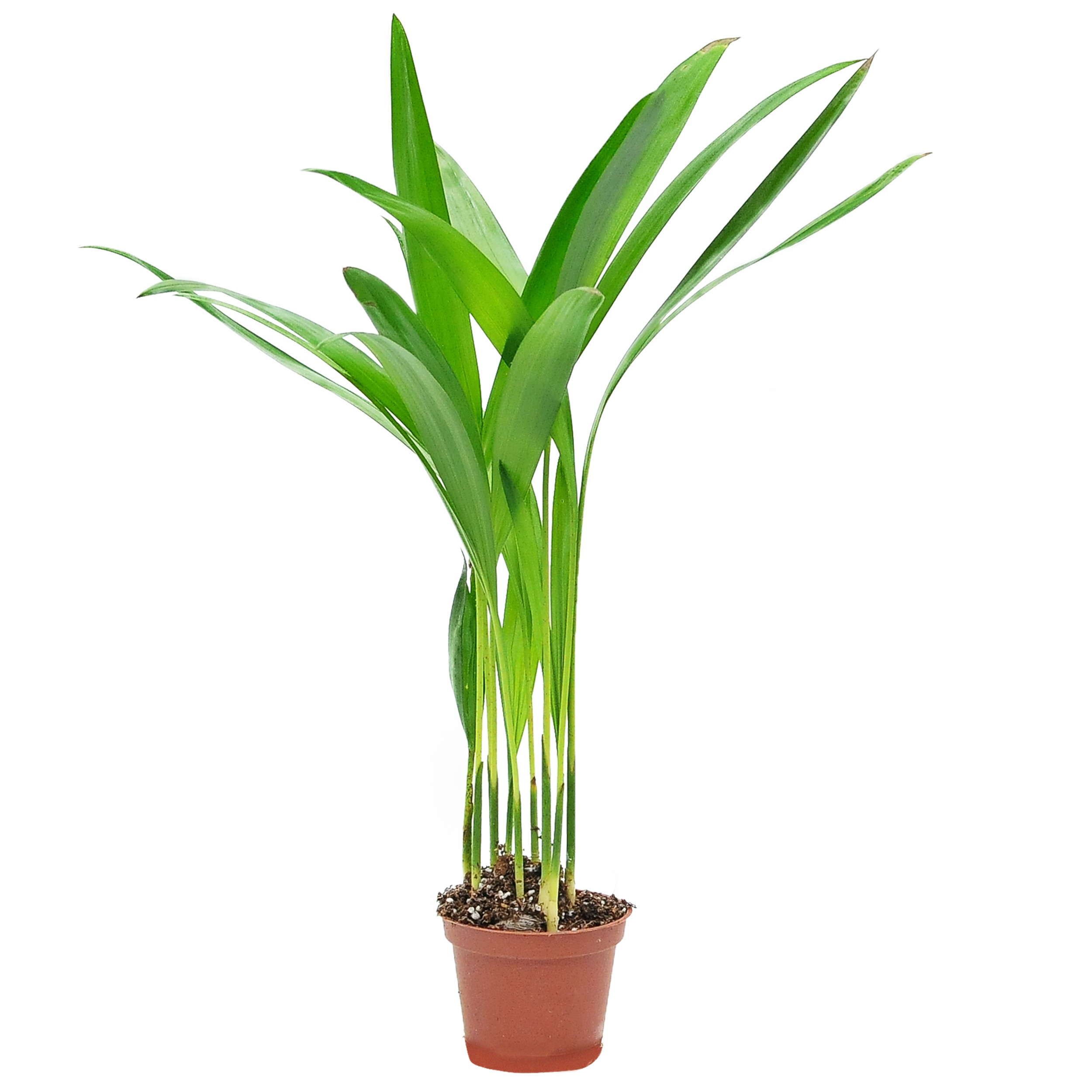 Palma Areka 20 cm