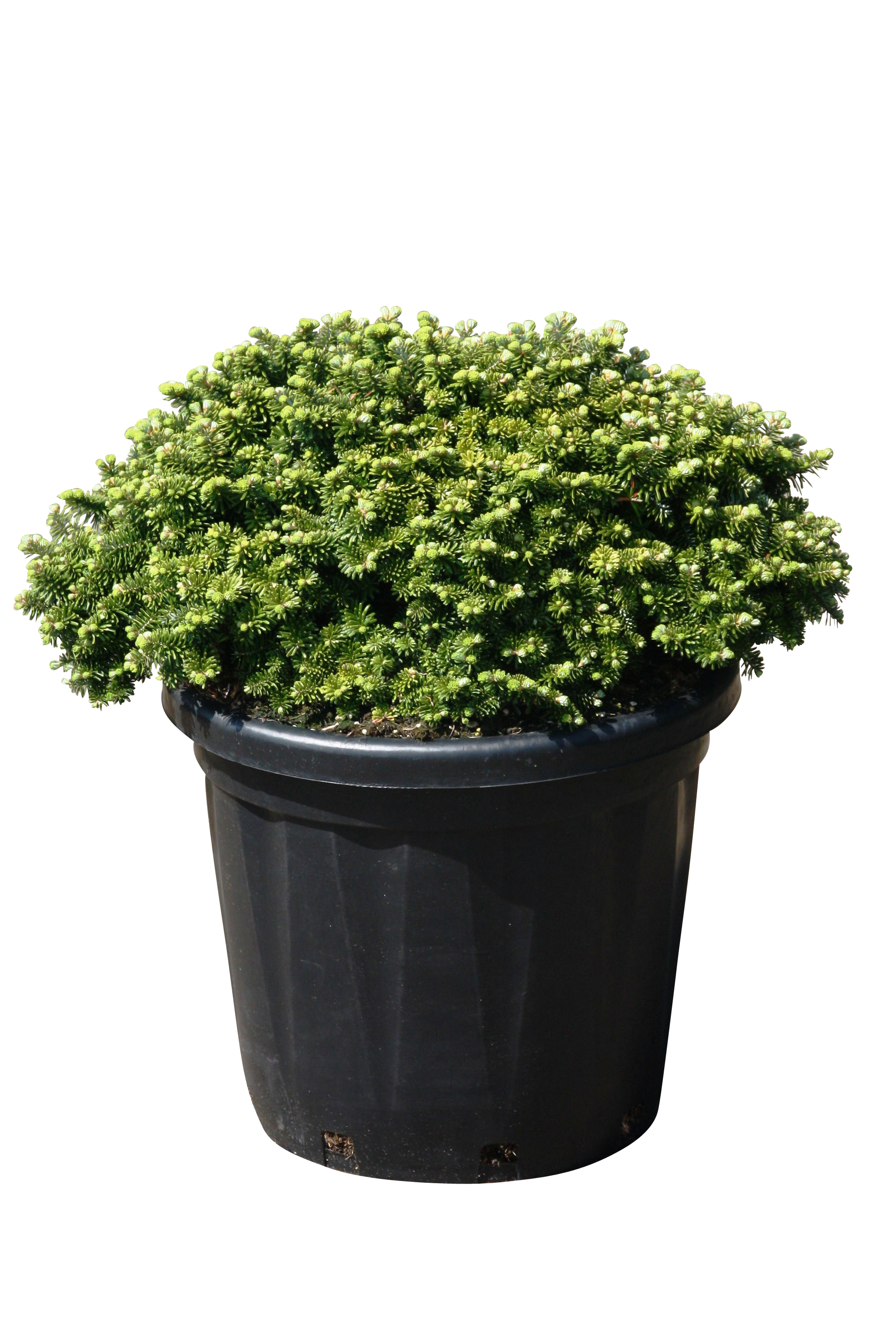 Jodła koreańska Brillant 25 cm