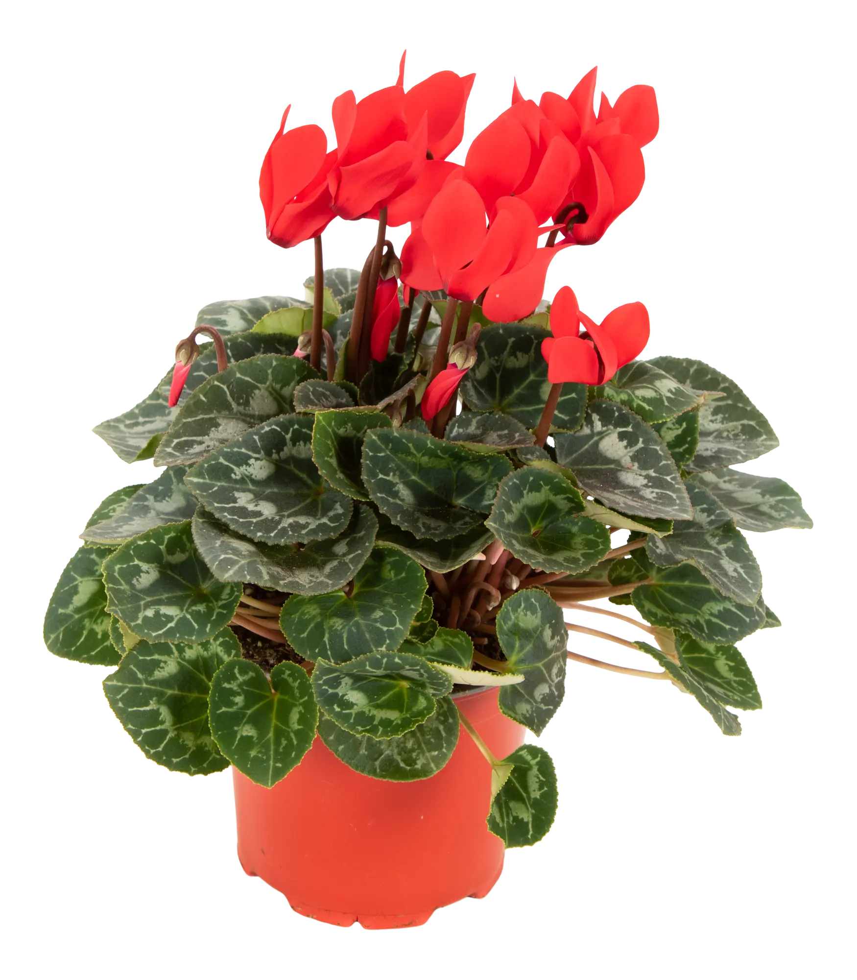 Cyklamen Super Serie Allure czerwony 30cm