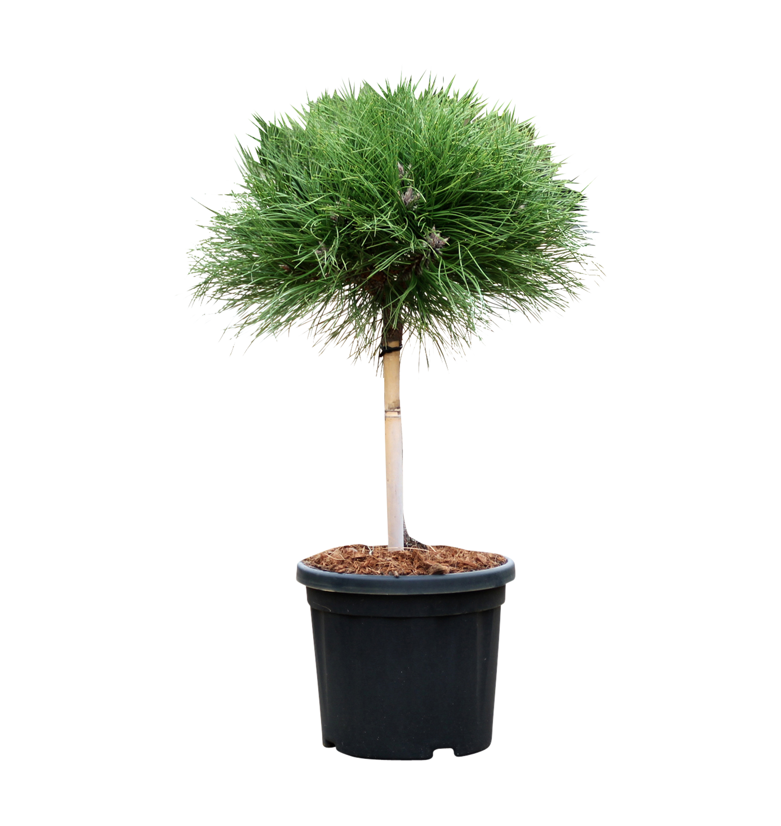 Sosna czarna Marie Bregeon 45-50 cm