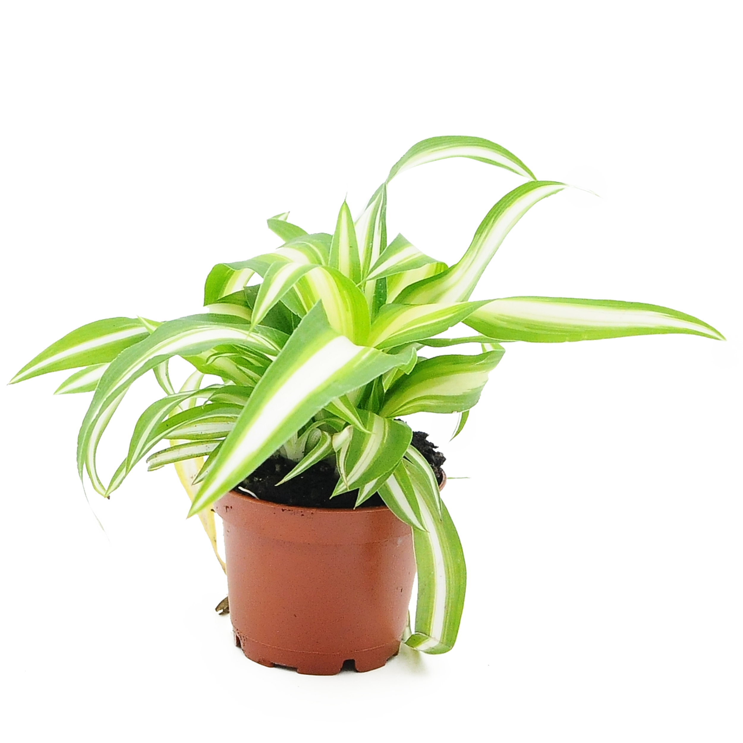 Zielistka czubiasta Chlorophytum 10 cm