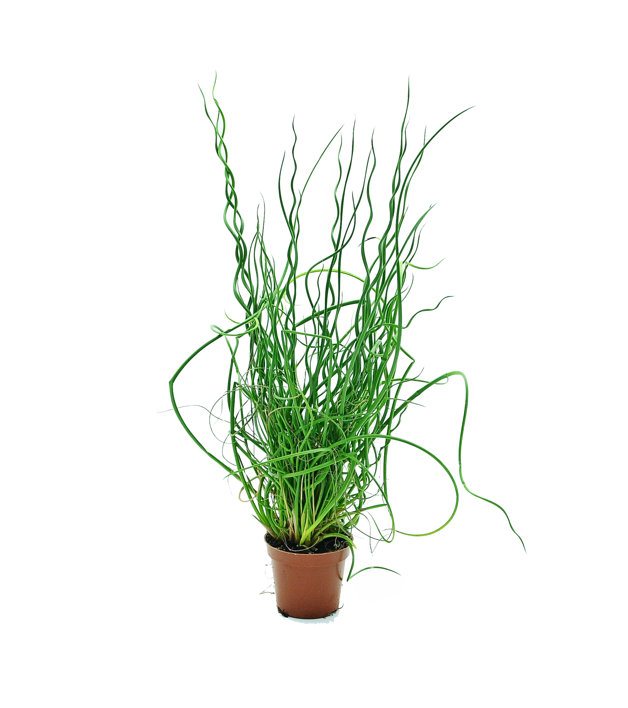 Sit spiralny 22.5 cm