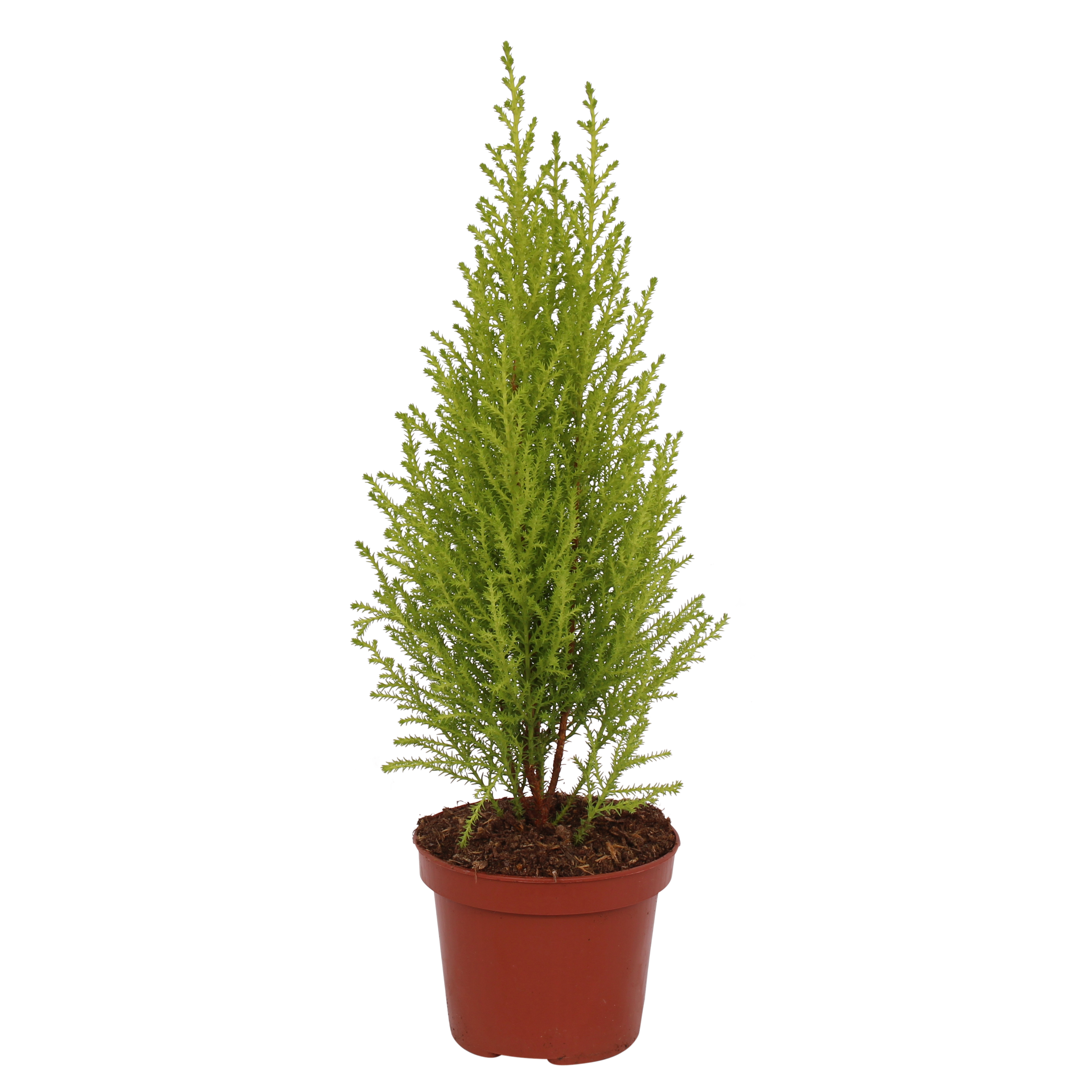 Cyprysik Goldcrest Wilma 35 cm