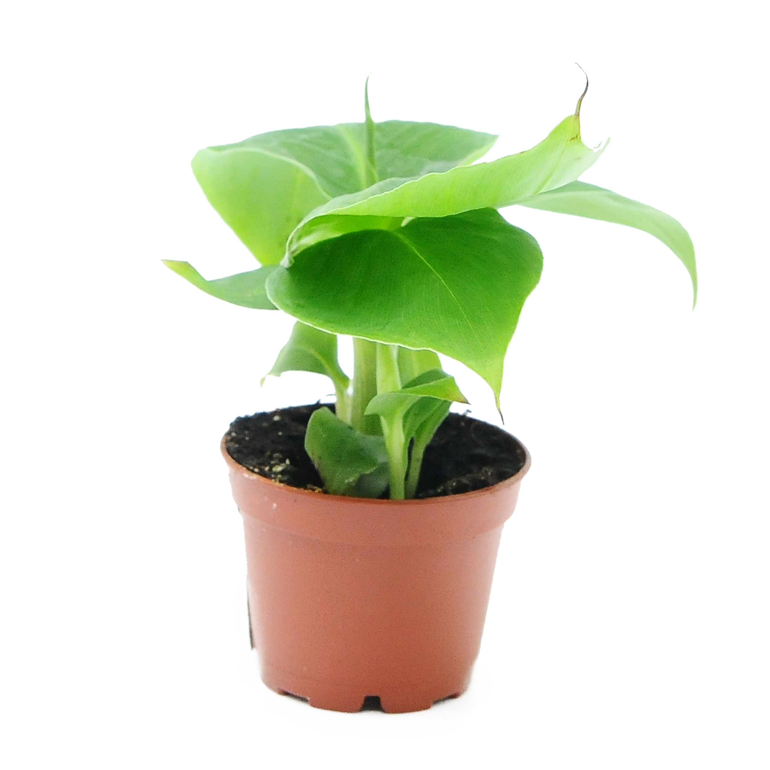 Bananowiec karłowaty Musa 18 cm
