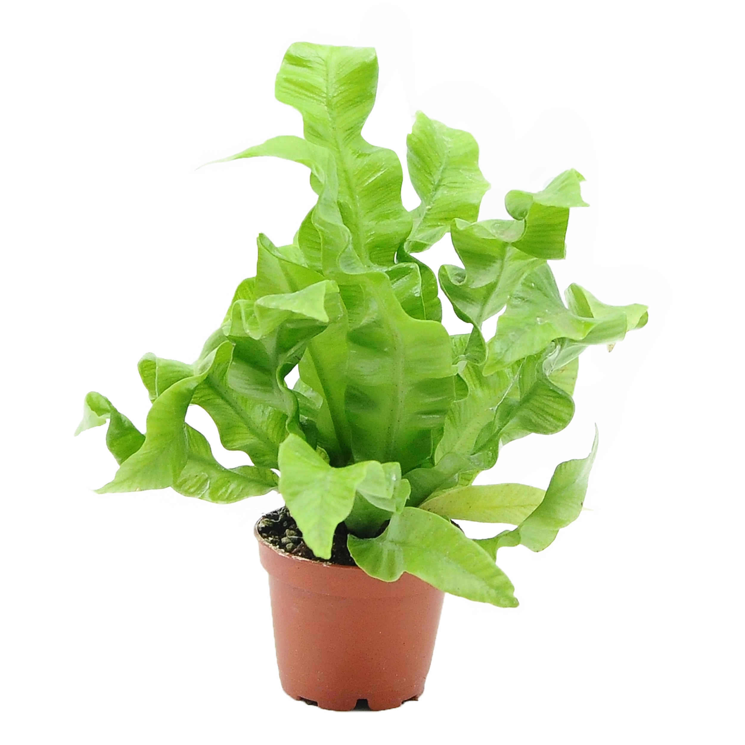 Zanokcica gniazdowa Asplenium Crispy Wave 15 cm