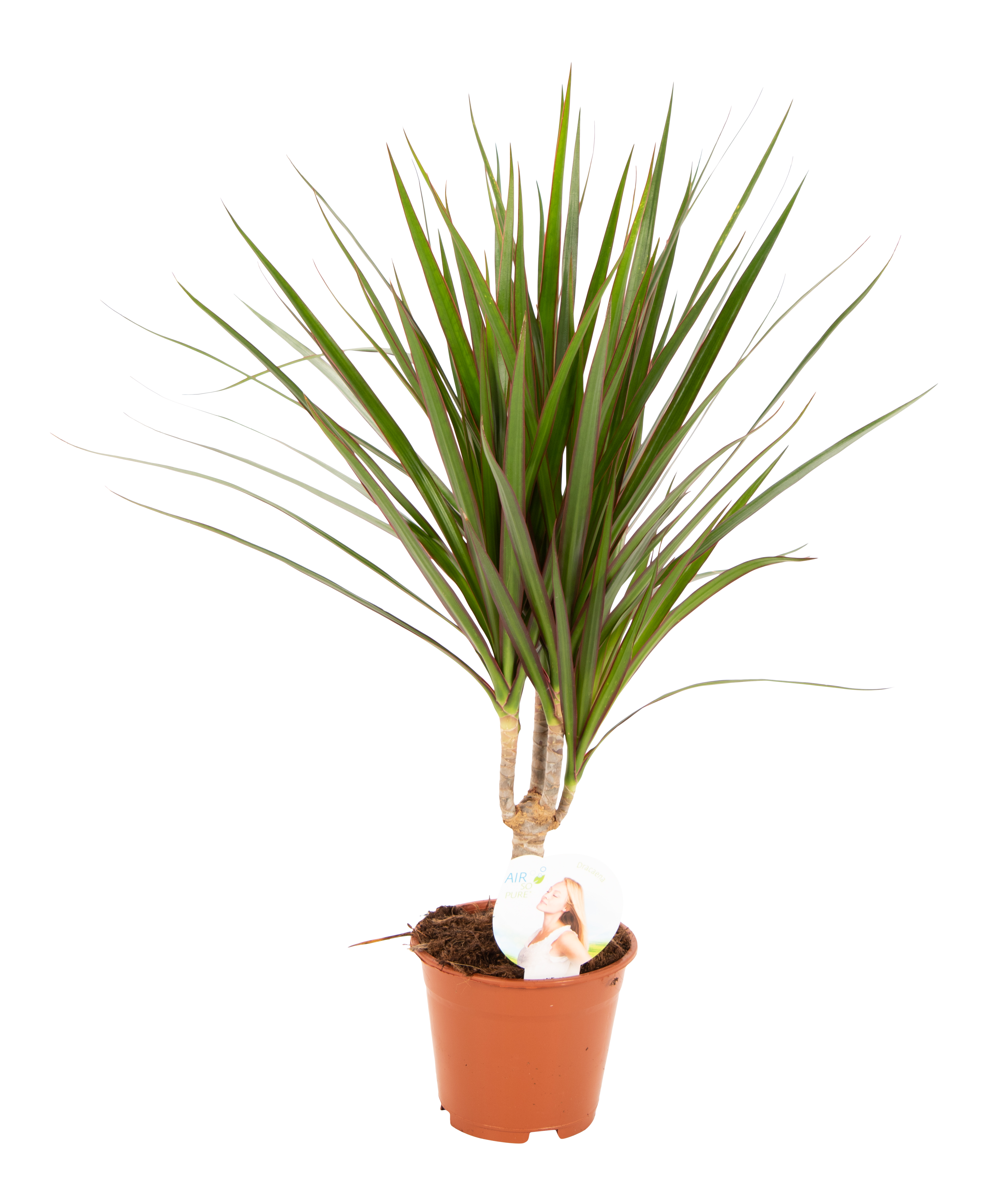 Dracena obrzeżona 55 cm