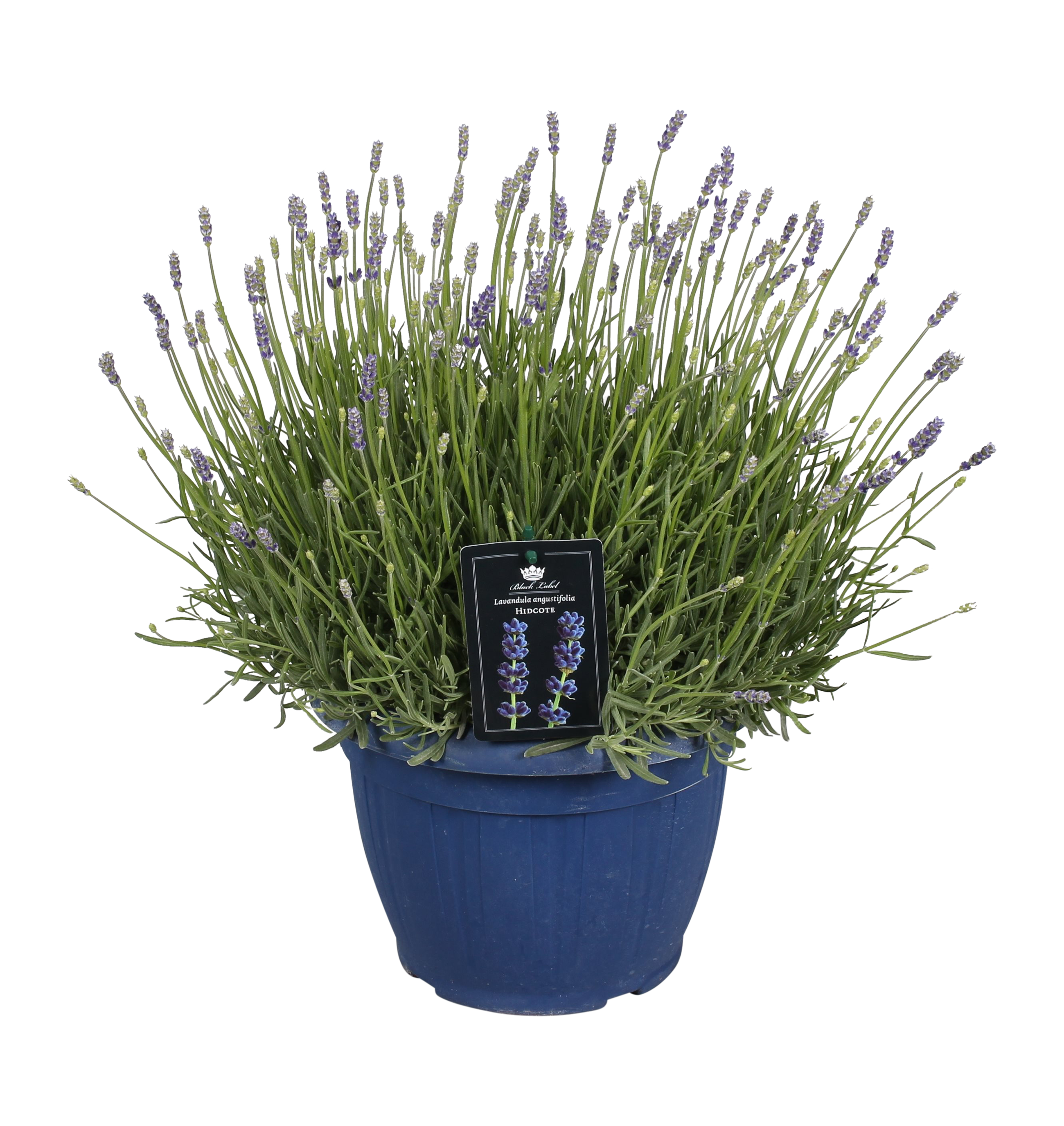 Lawenda wąskolistna Hidcote 45-50 cm