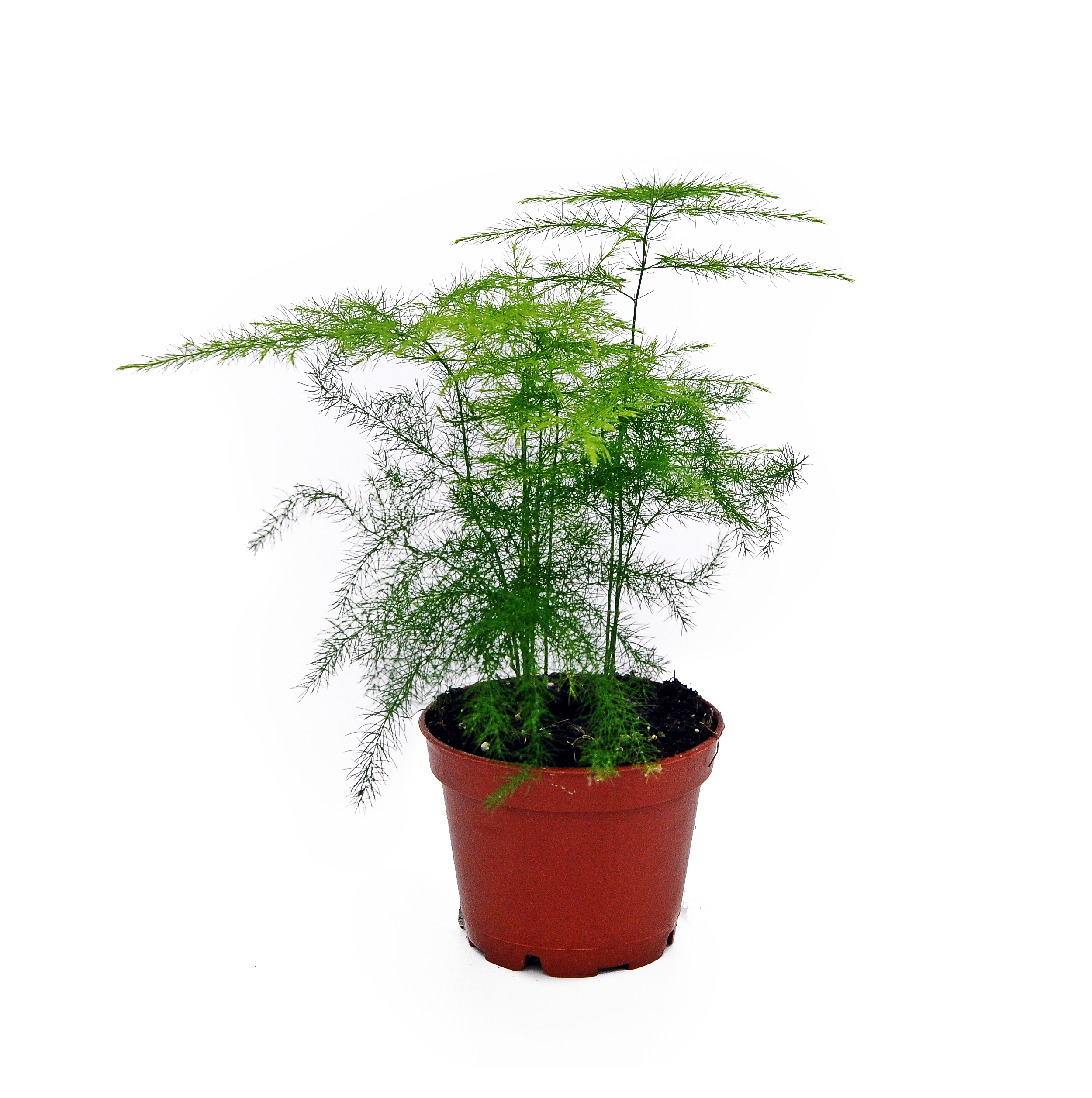 Asparagus mix 10 cm - 2