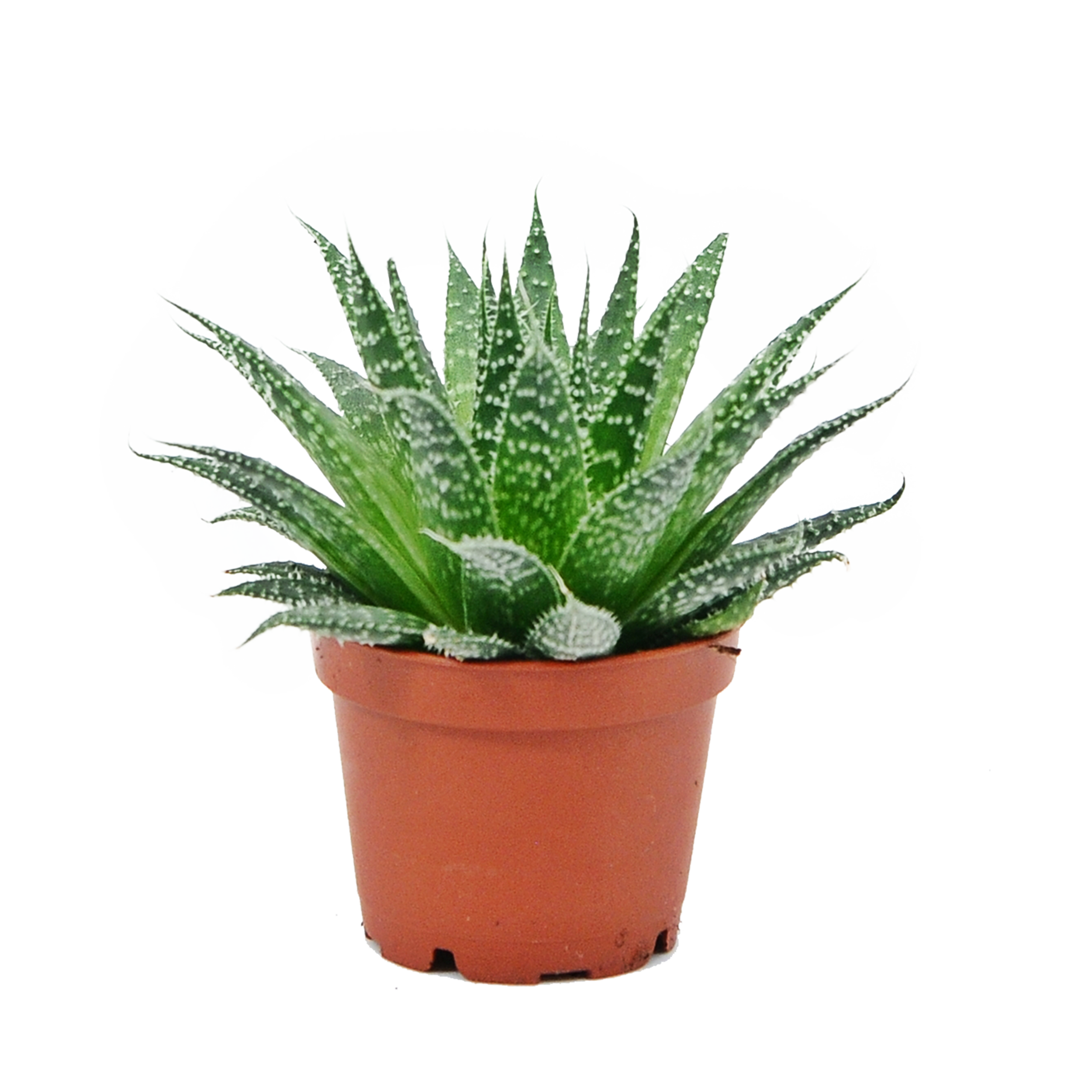 Aloes Aristata 15 cm P6 - Leroy Merlin