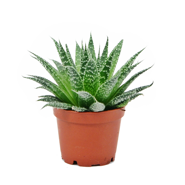 hilft aloe vera bei verbrennungen Aloe Vera Gel – 100% Feuchtigkeit [Kühlend & Pur] main image 1