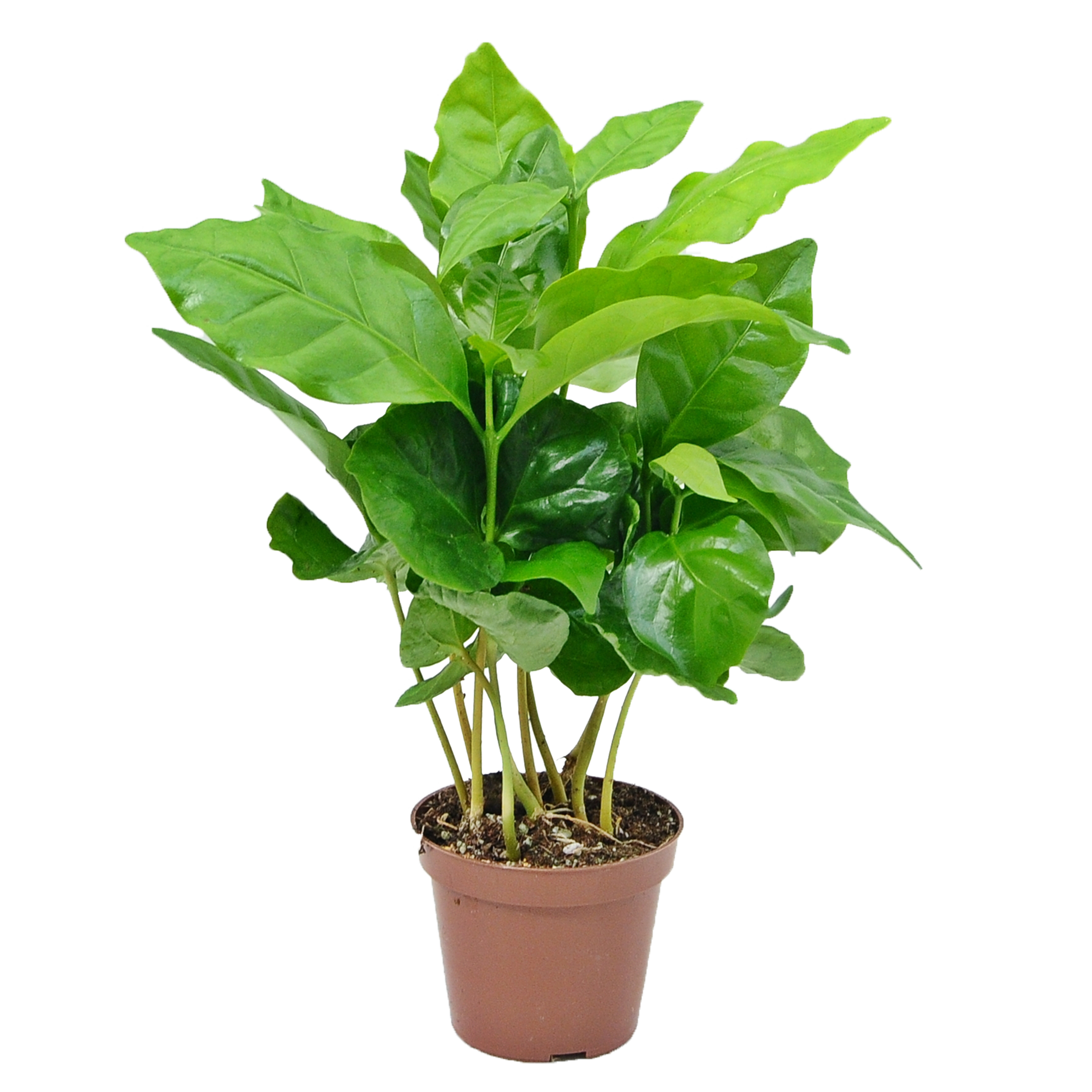 Kawa Coffea Arabica 15 cm