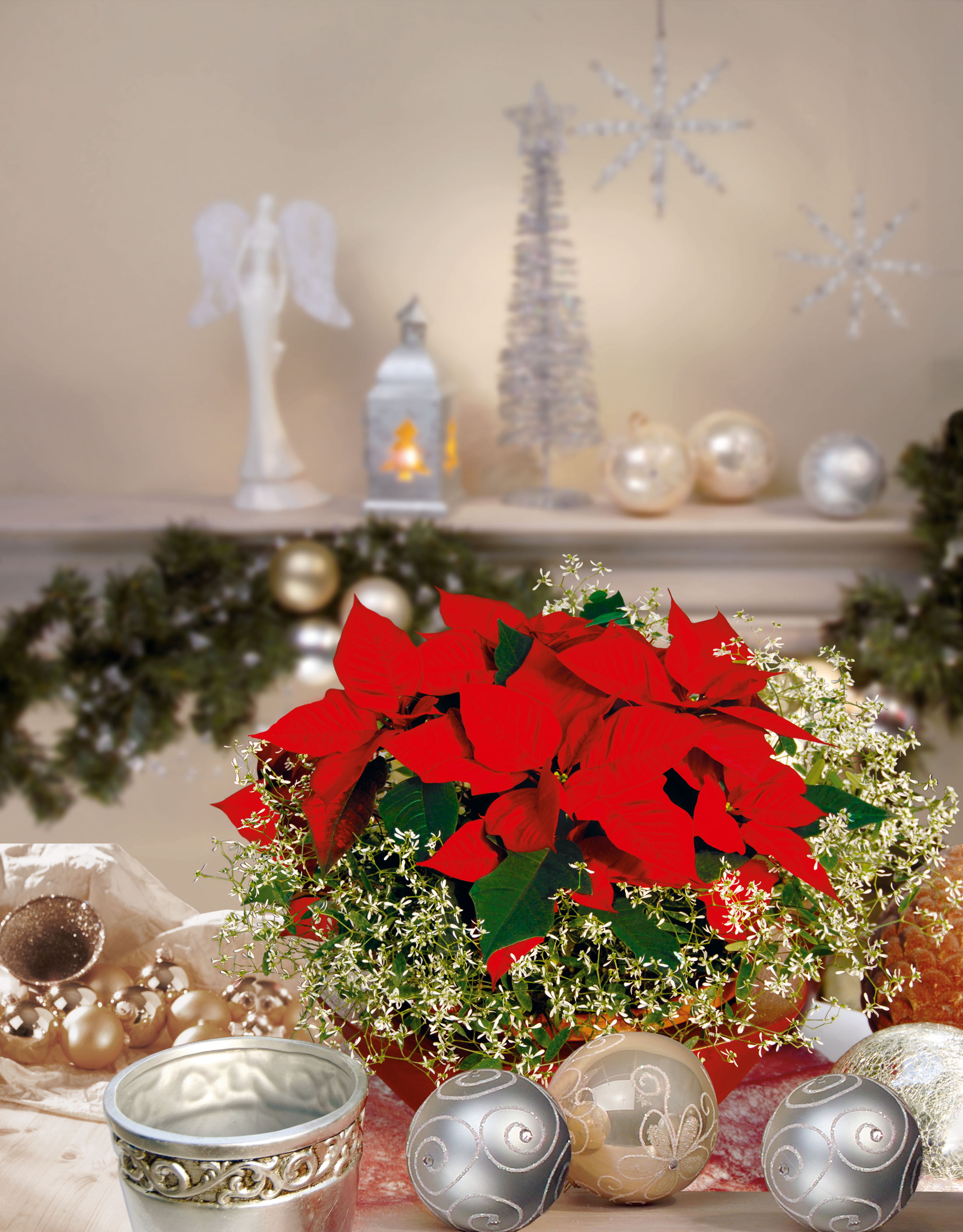 Poinsecja czerwona 40 cm gwiazda betlejemska 4-6 pędów - 9