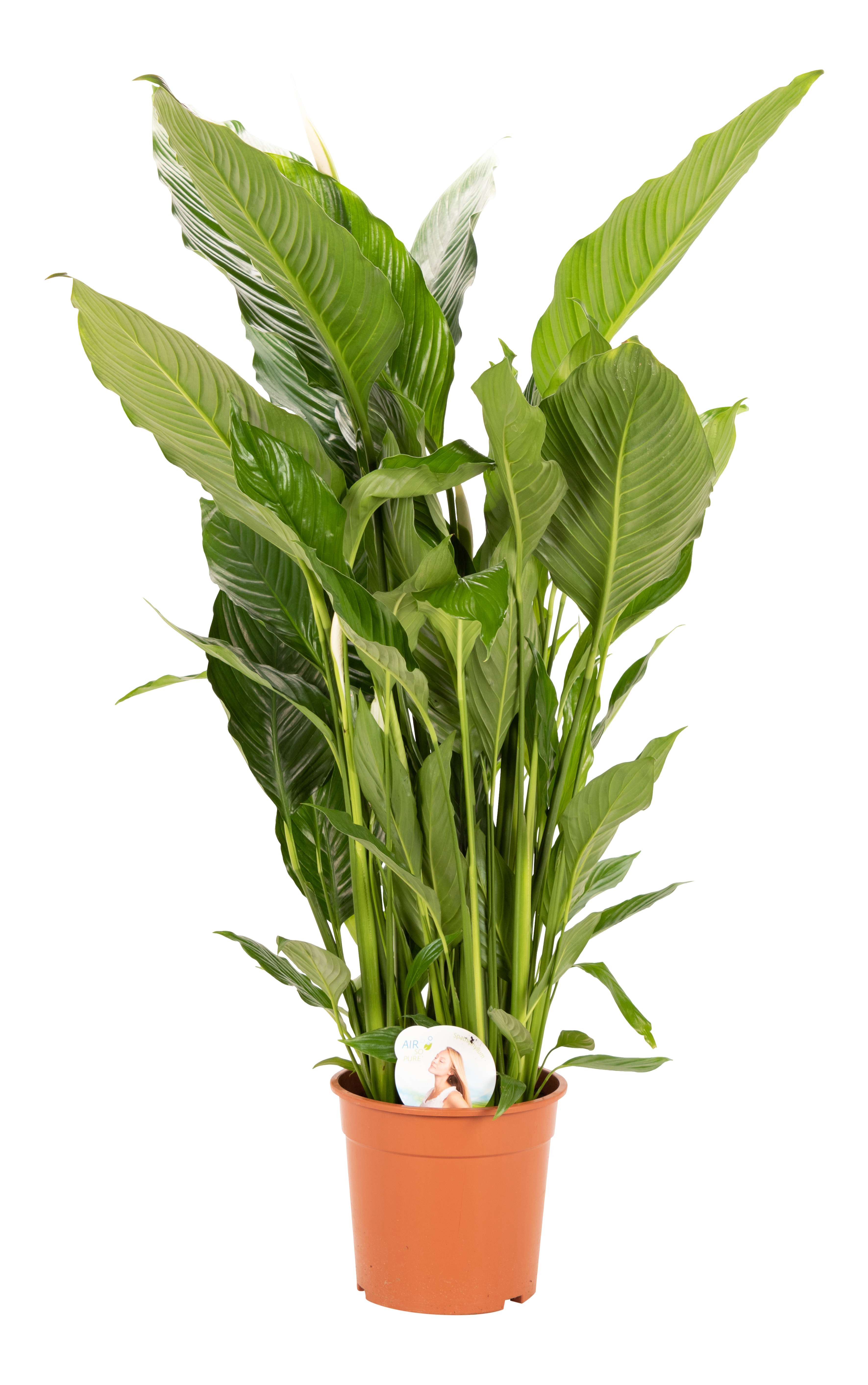 Skrzydłokwiat Spathiphyllum Sweet Sebastian 140cm