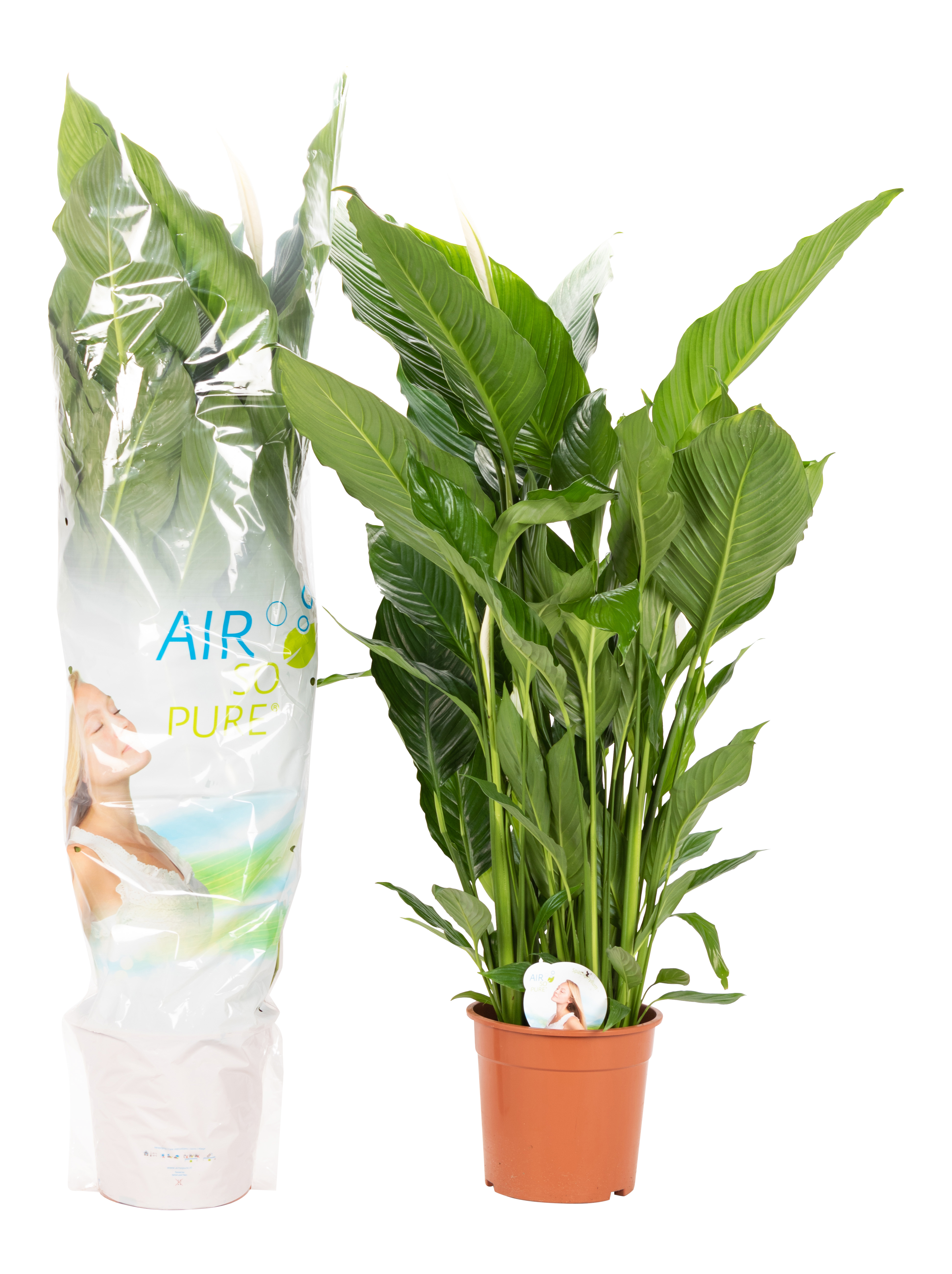 Skrzydłokwiat Spathiphyllum Vivaldi 75 cm