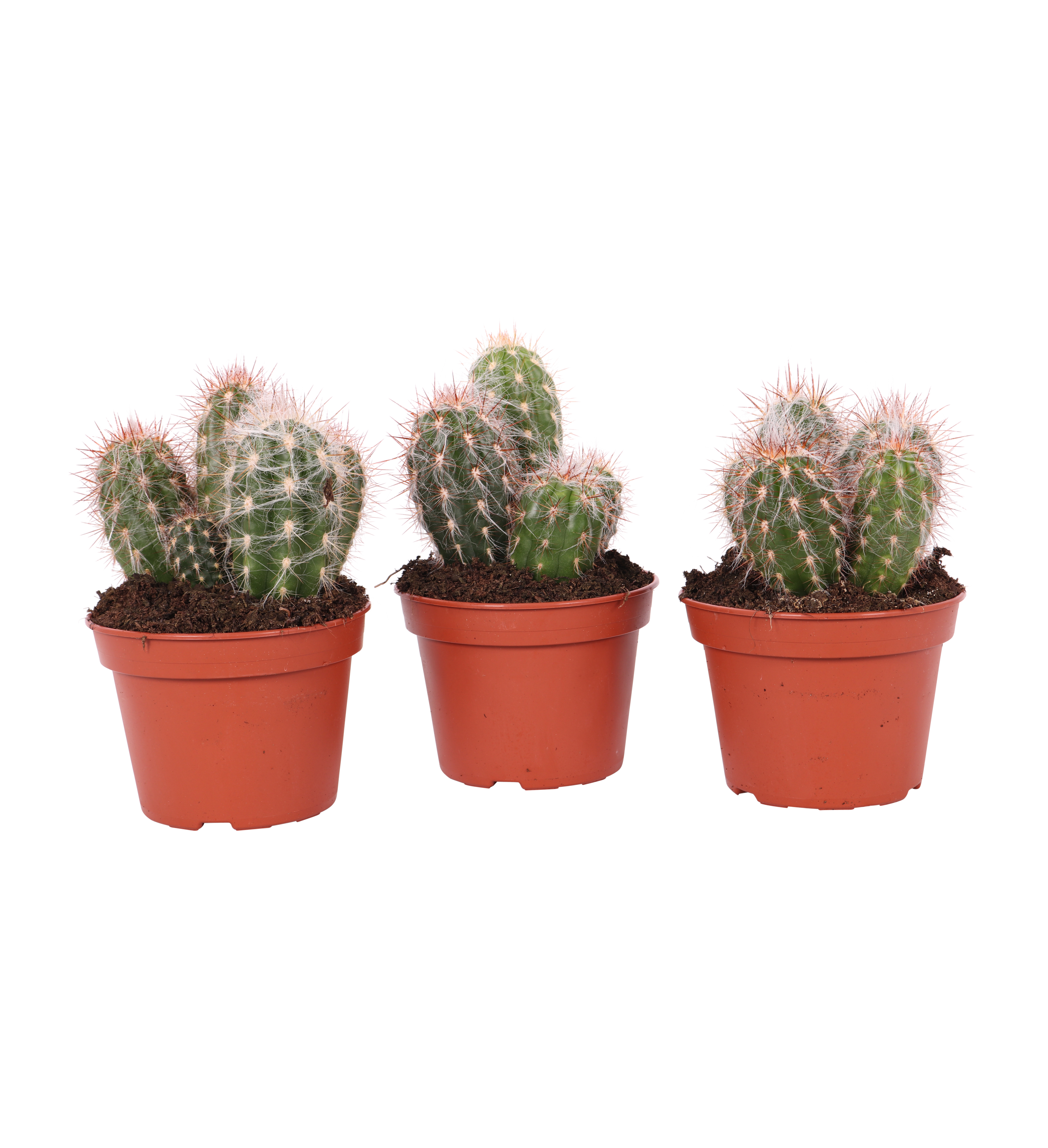 Kaktus Canarias 20-35 cm