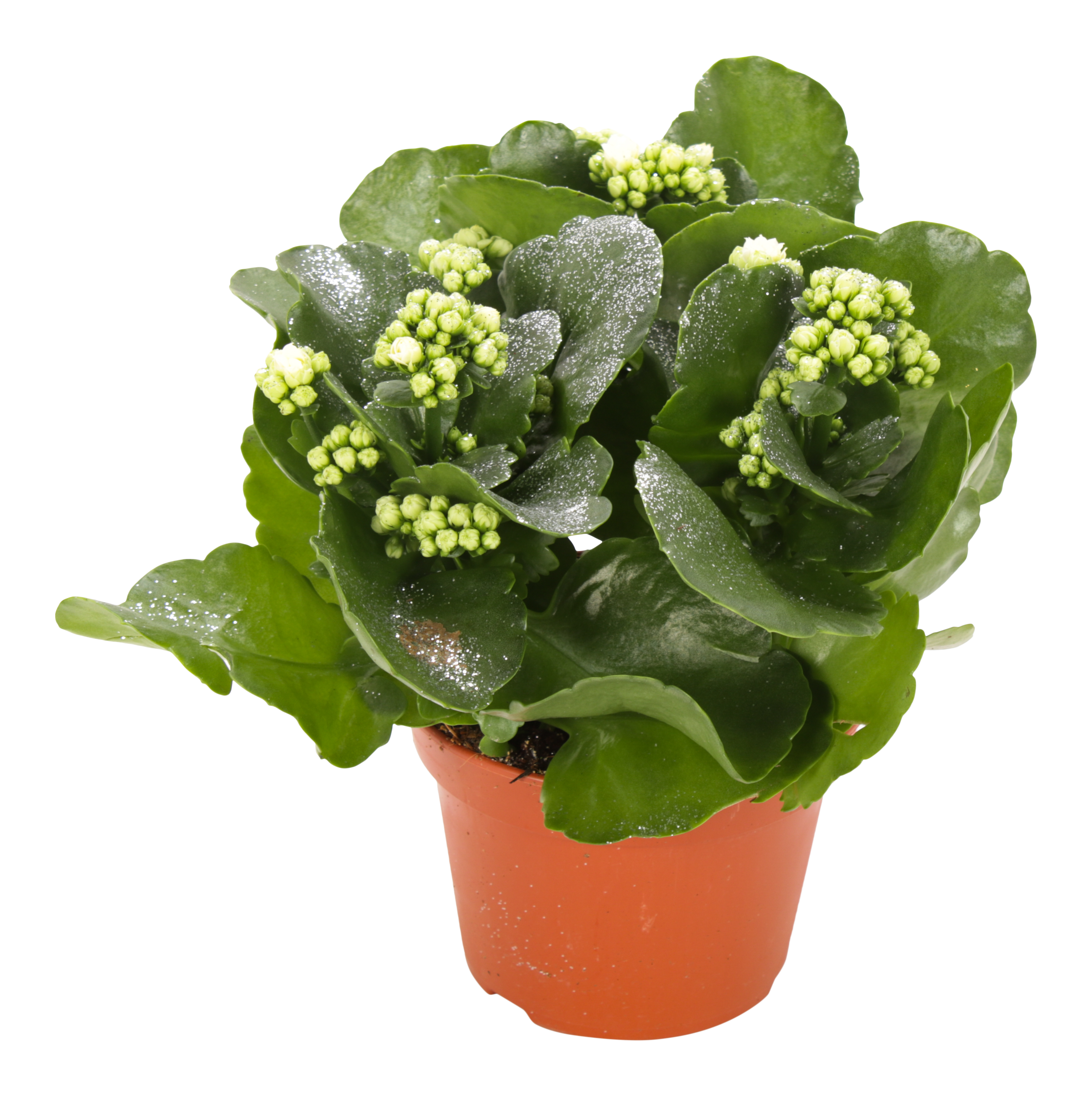 Żyworódka Kalanchoe biała 27cm