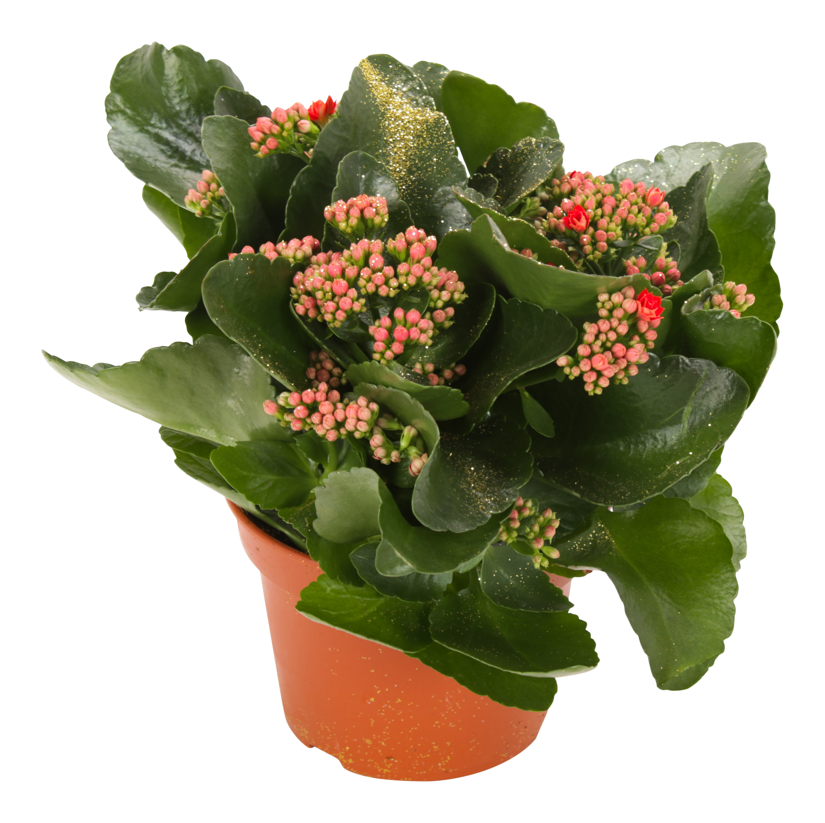 Żyworódka Kalanchoe czerwona 27cm
